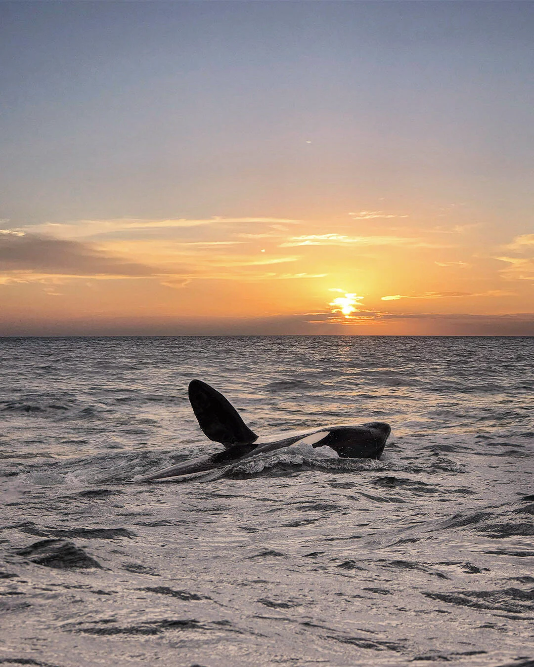 Orca Pectoral Fine at Sunset | Photography Print