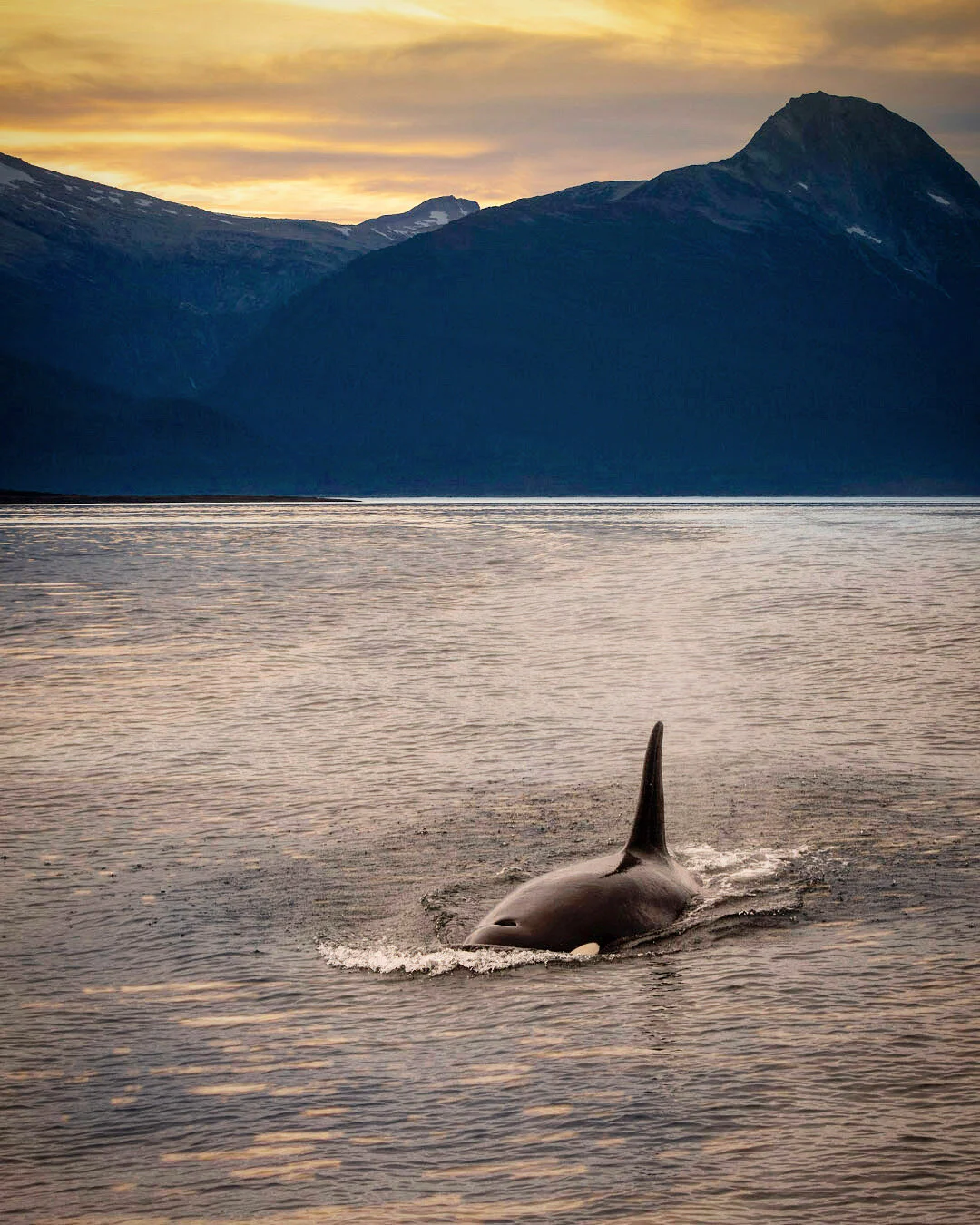 Orca and Mountains.JPG