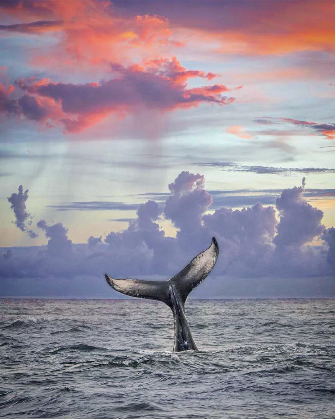 Humpback Whale Fluke Against Pink and Purple Sky | Photography Print