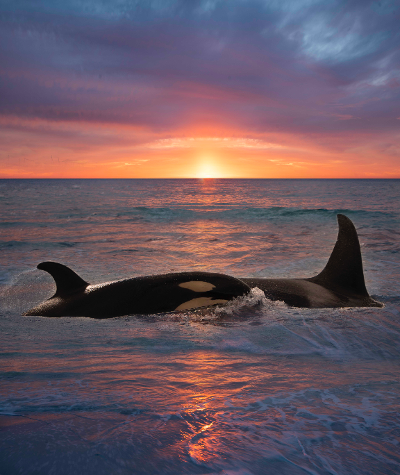 Two Orcas at Sunset | Photography Print 