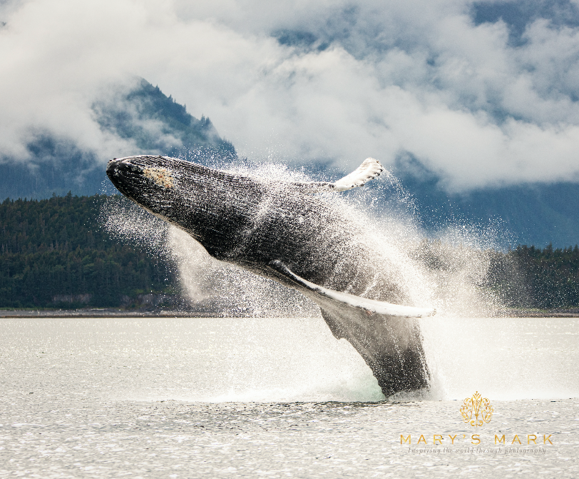 Breaching Humpback Whale | Photography Prints