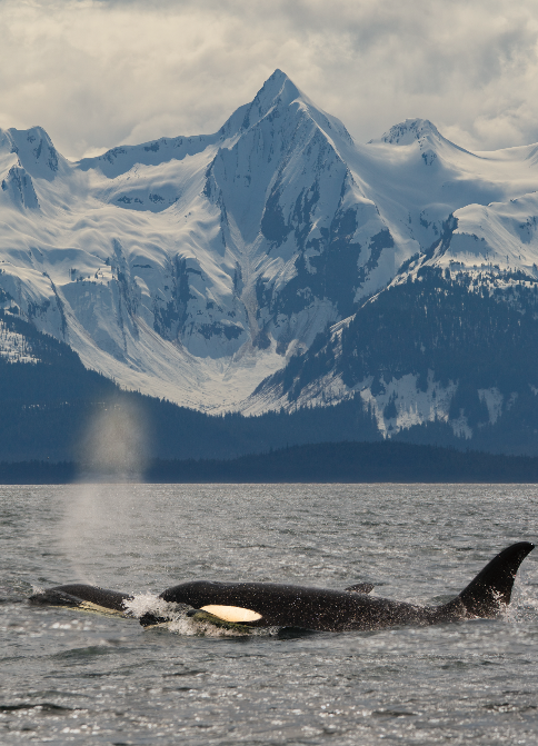 Orca and Mountains | Photography Print