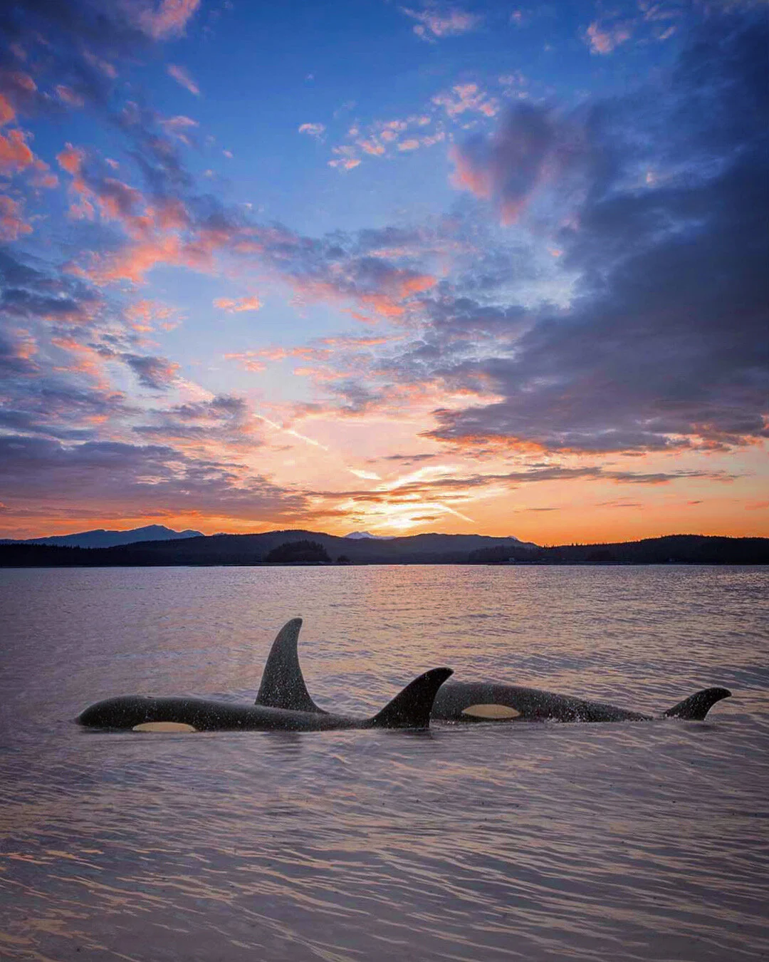 Orca and mountains.JPG