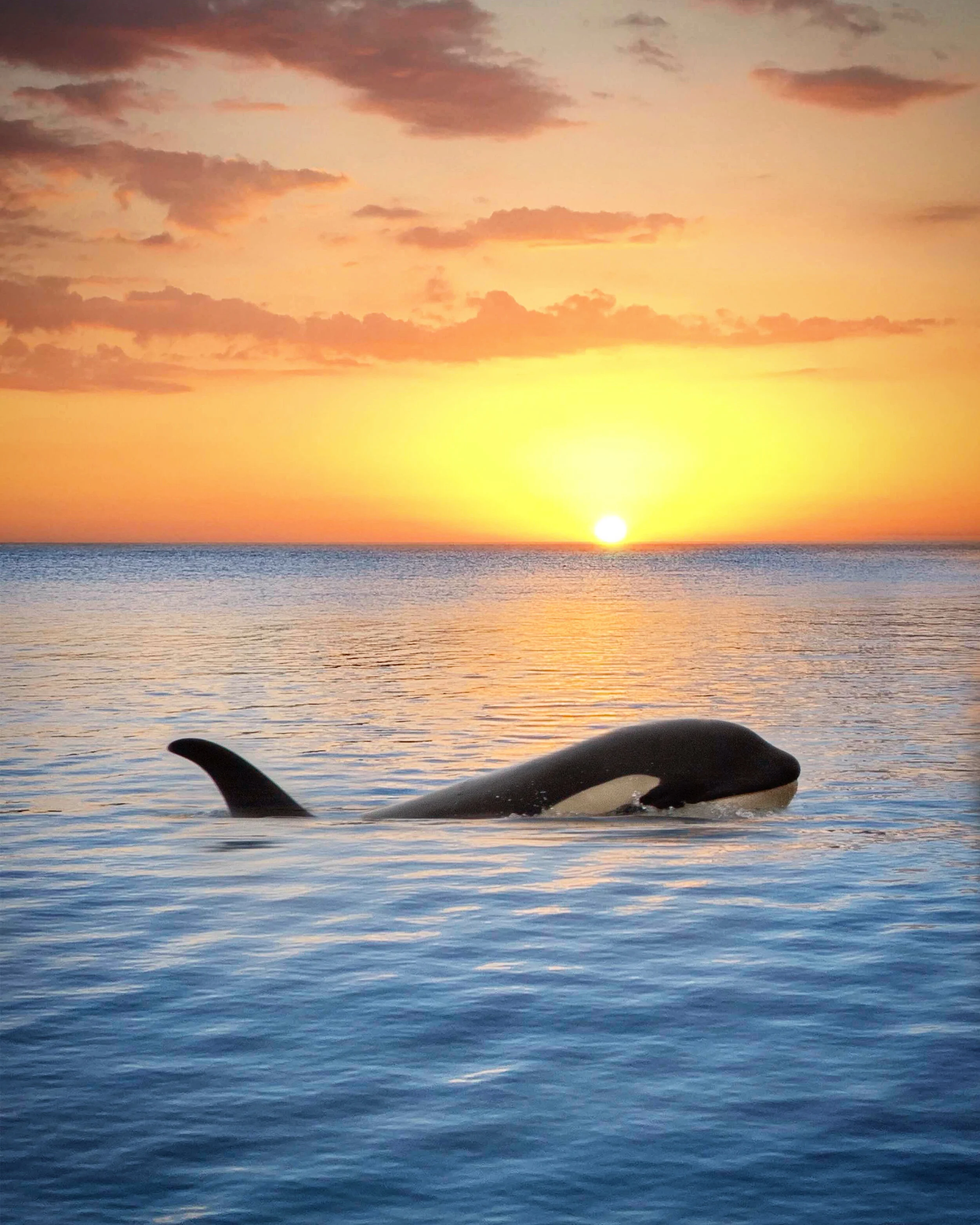 single orca during sunset art.JPG
