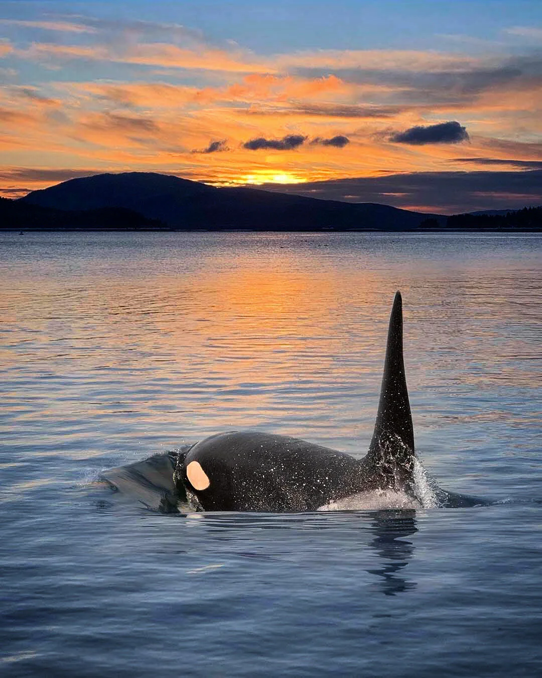 Orca heading away.JPG