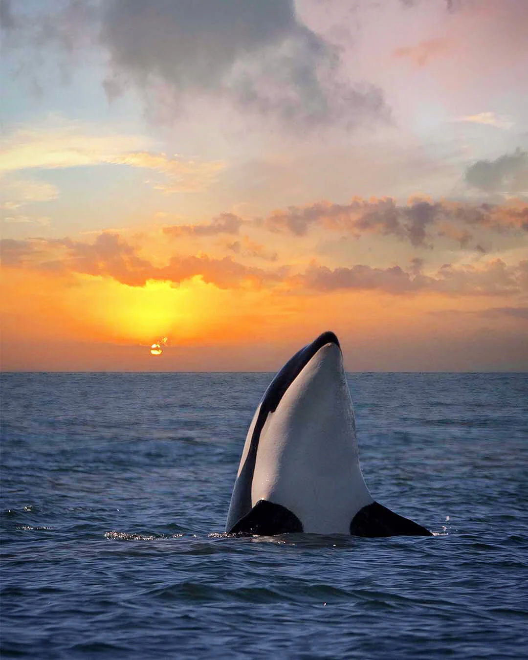 Orca Spyhopping During Sunset | Photography Print