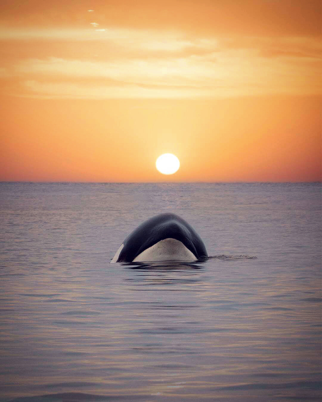 Ocean Meets the Sun.JPG