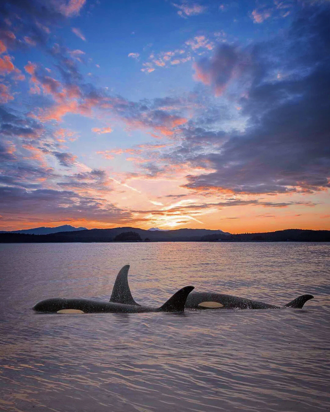 Alaska Photography Tips | Photographing Orcas in Southeast Alaska