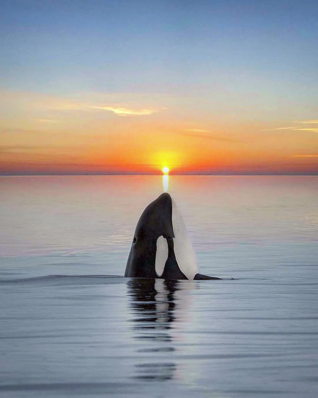 Orca Kissing the Sun | Photography Print