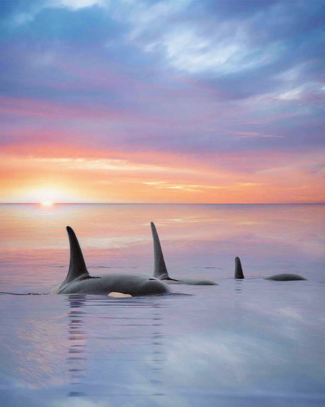 Orcas During a Pastel Sunset | Photography Print 