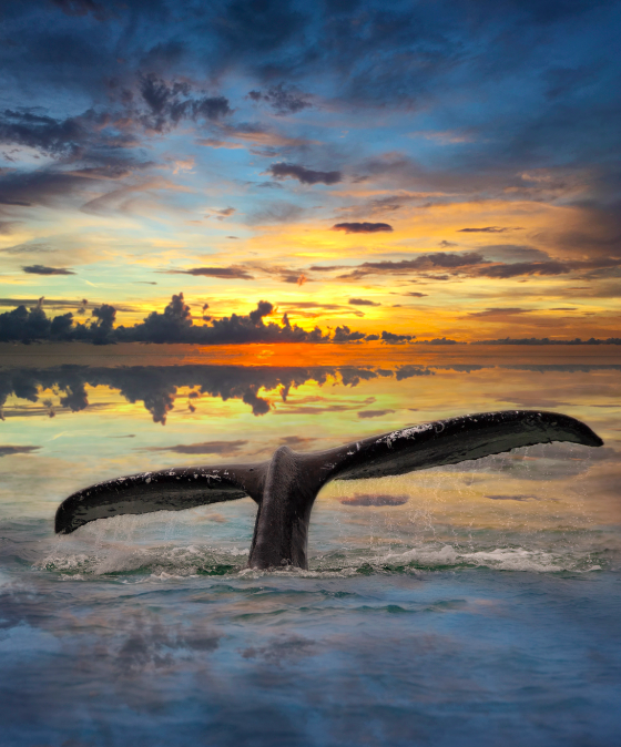 Dreamy Humpback Whale Fluke | Photography Print