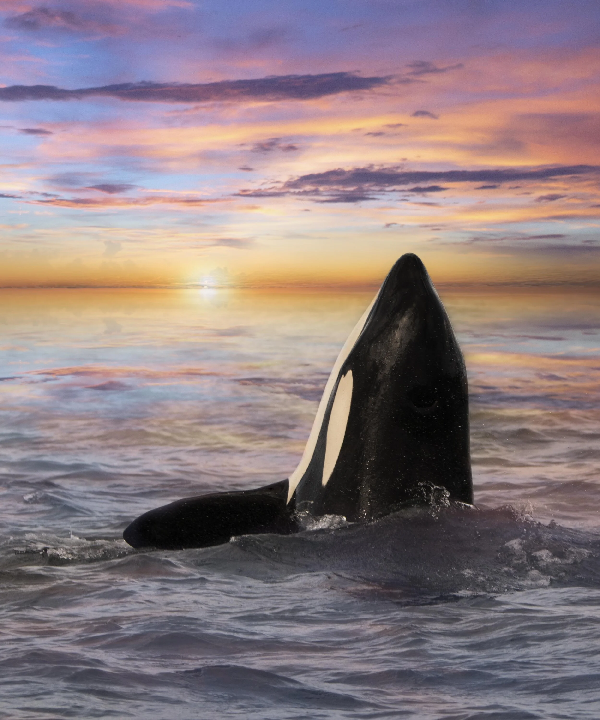 Joyful Orca During Sunset | Photography Print 
