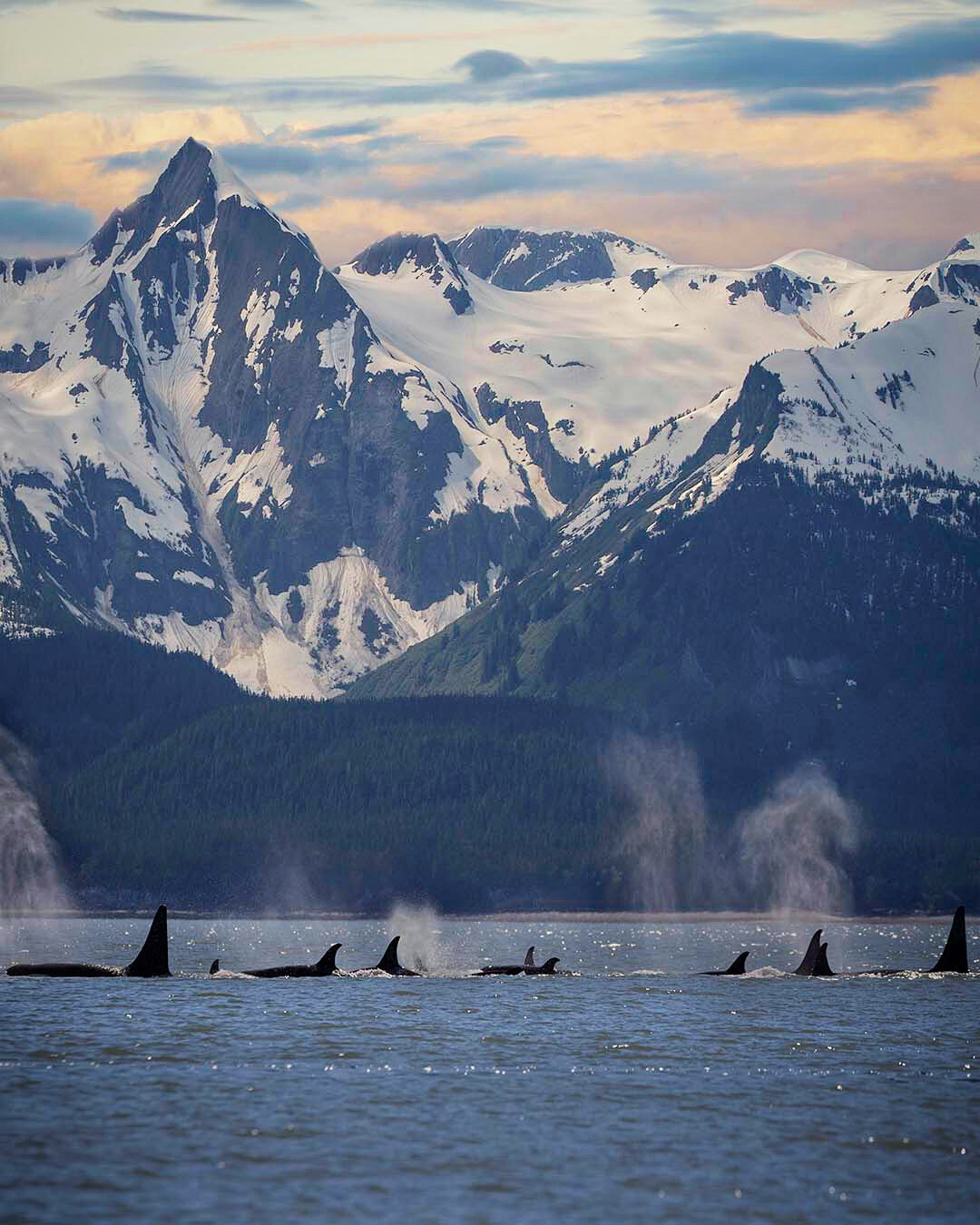 family of orcas juneau alaska.JPG