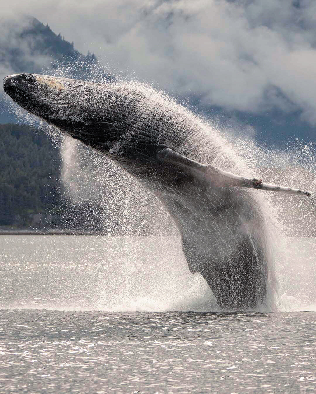 breaching humpback juneau alaska.JPG