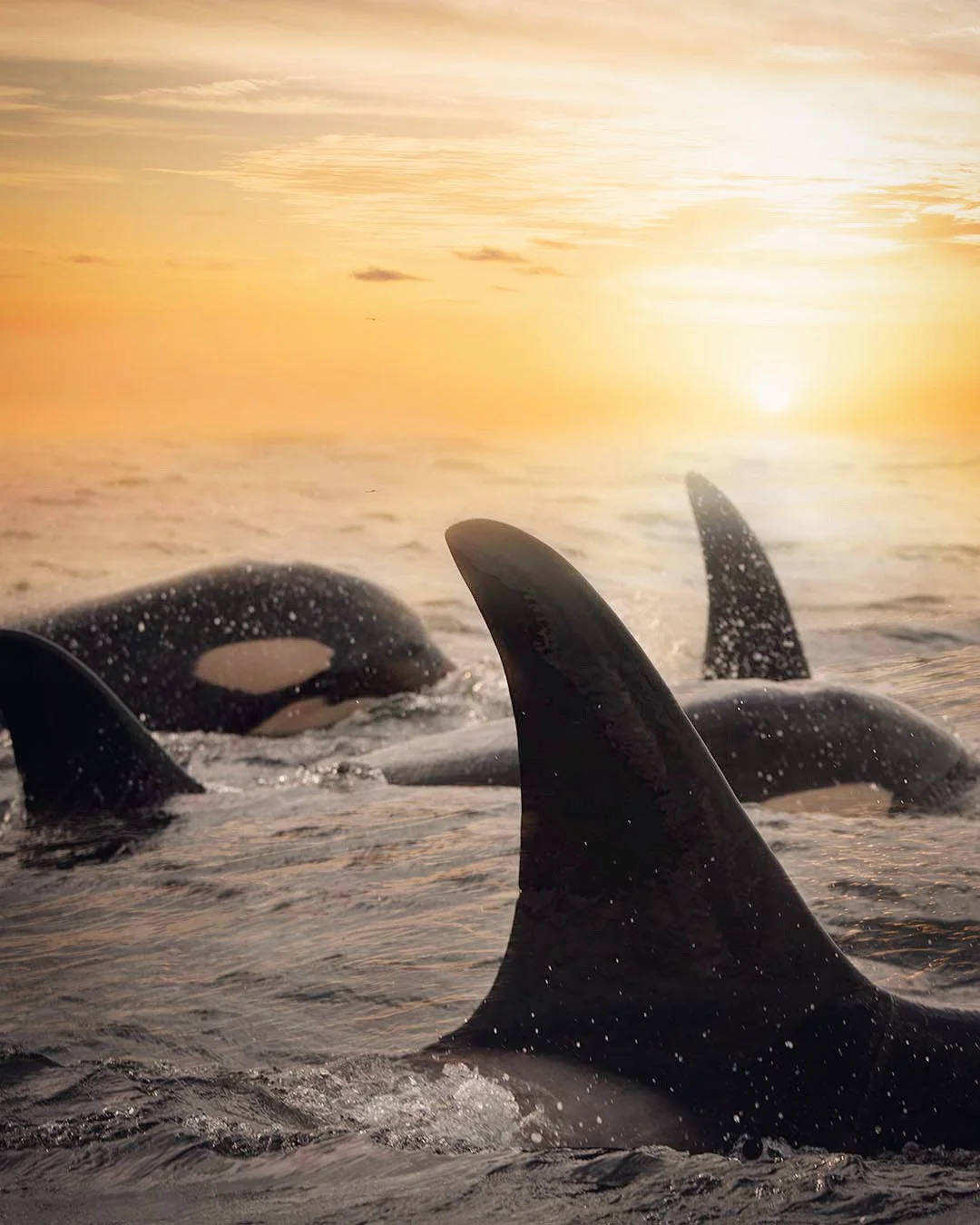 Orca Friends | Photography Print 