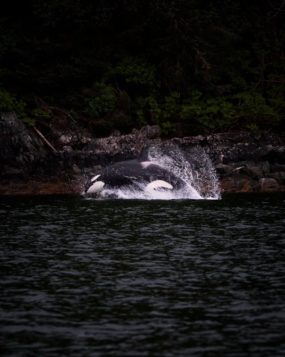 The Story Behind the Moody Orca