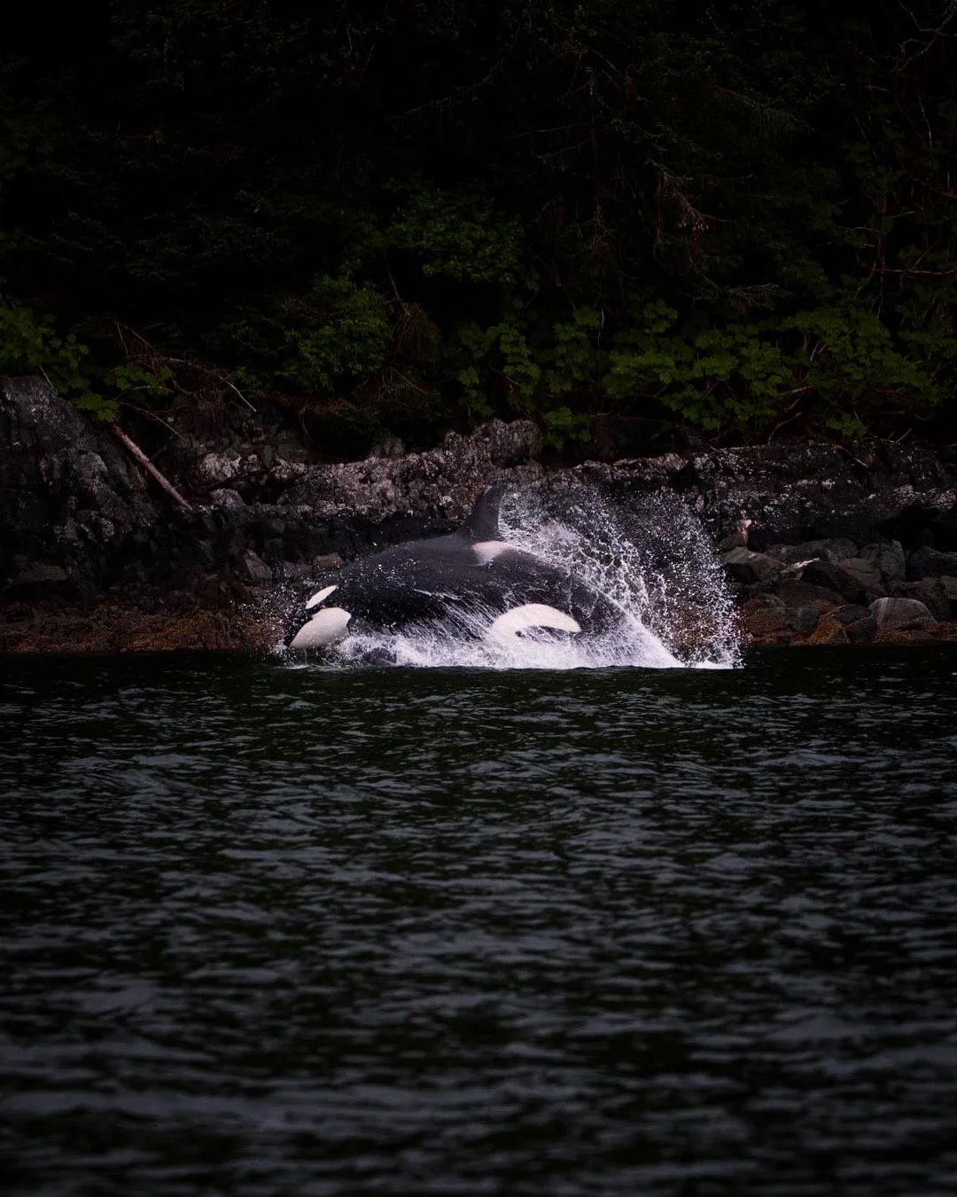 The Story Behind the Moody Orca