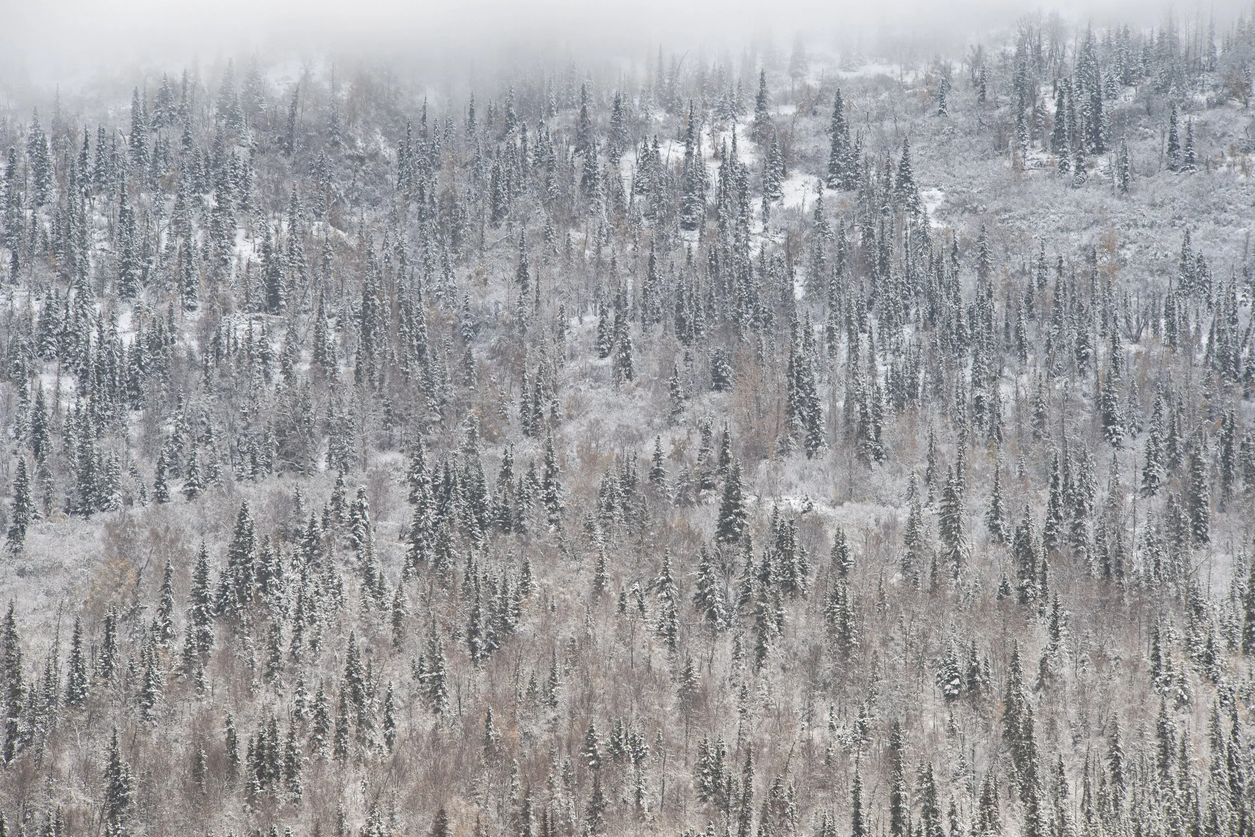 Foggy Forest in Mountains | Photography Print