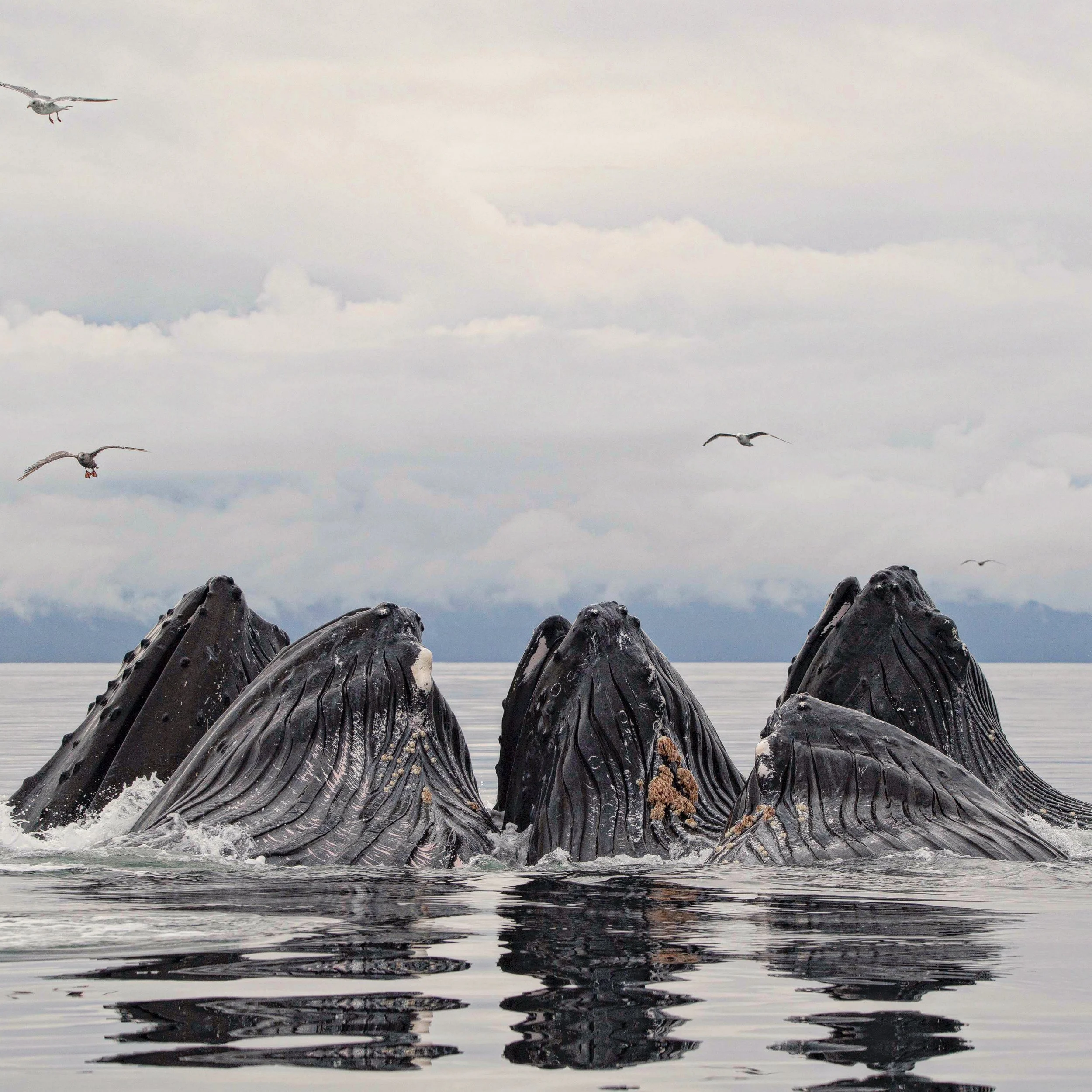 Bubble Net Feeding.JPG