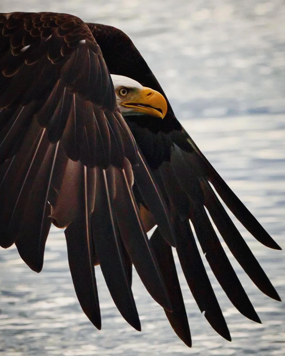 bald eagle fine art mary jacquel.JPG