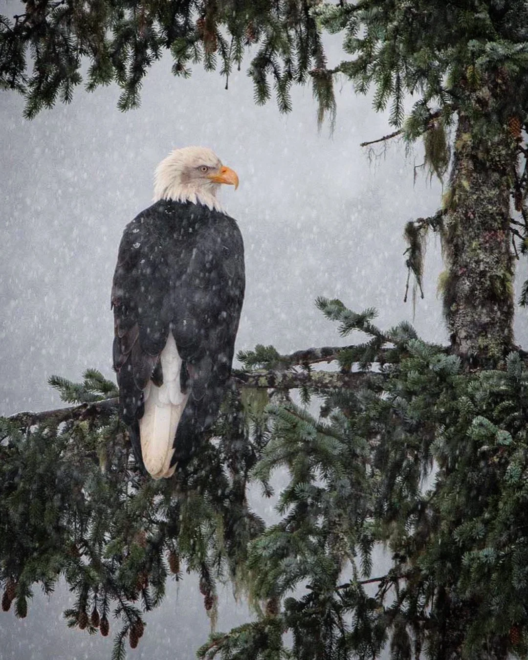 Snow Eagle in Winter Alaska.JPG