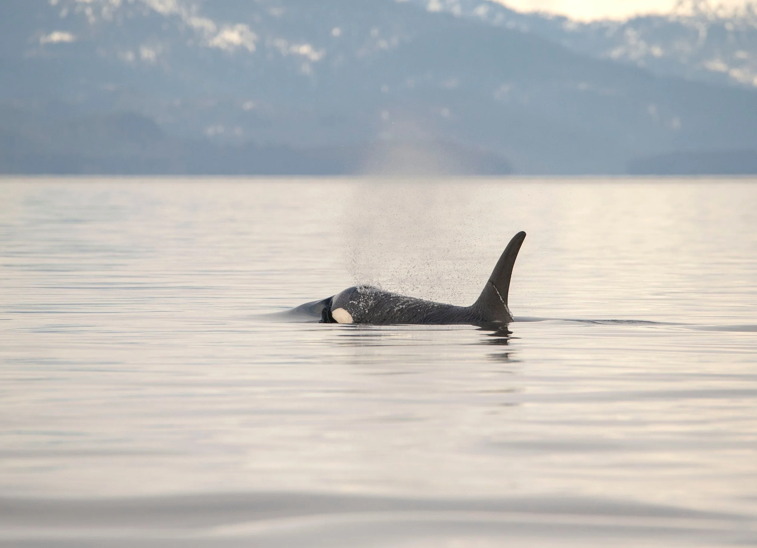 Orca Adventure | Photography Print