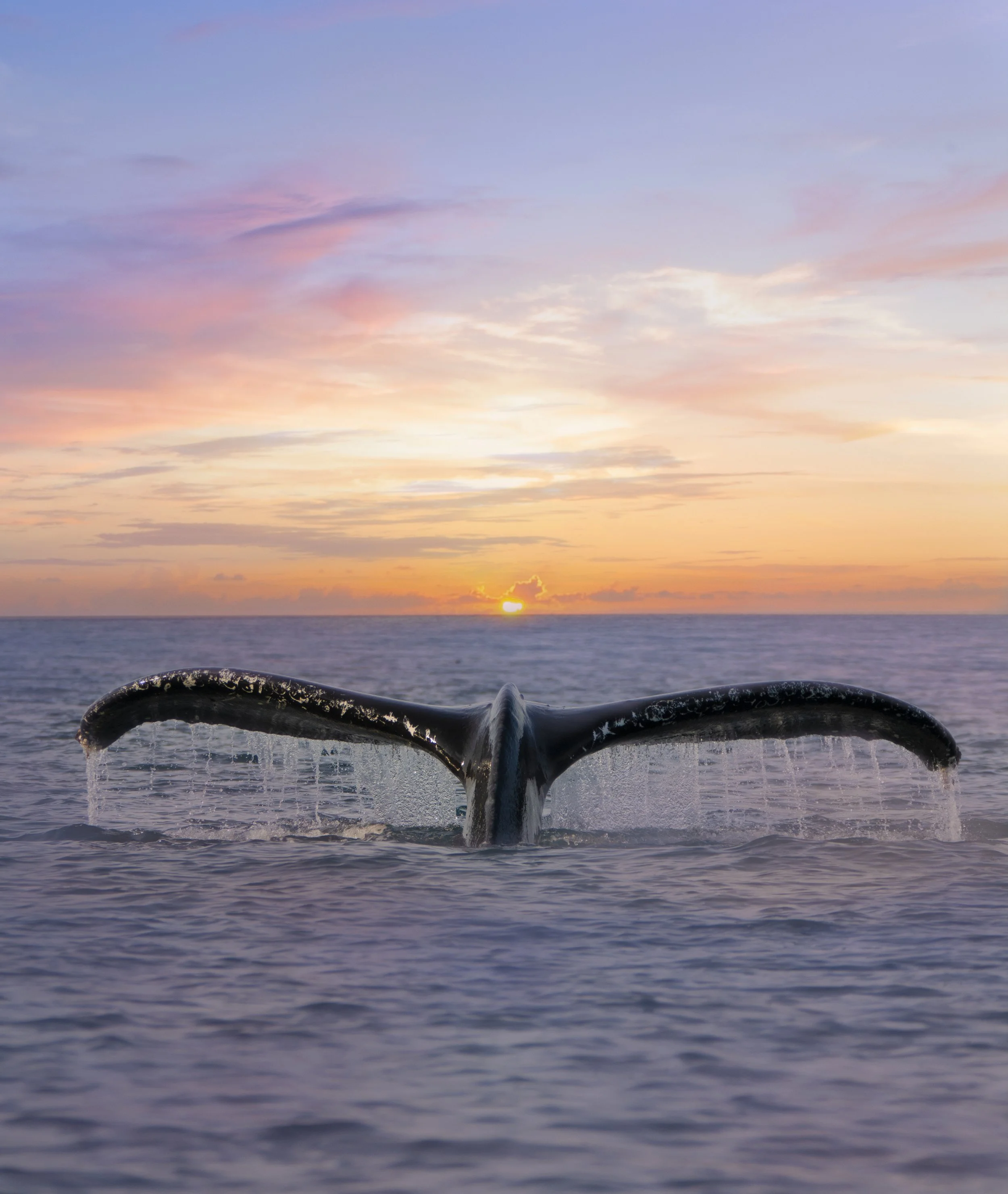Humpback Whale Fluke | Photography Print