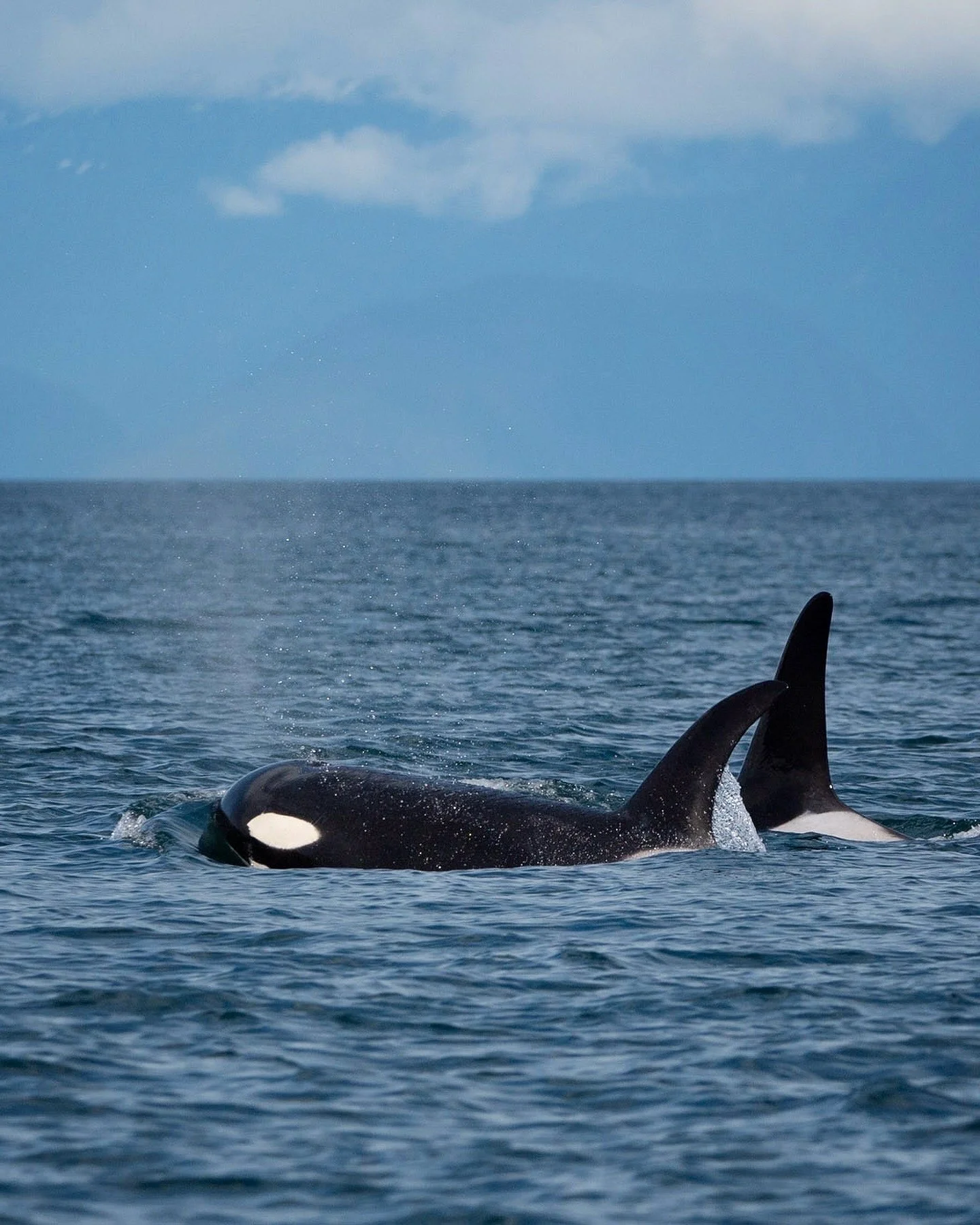 Whale Watching in Alaska: Best Times and Locations for Spotting Humpbacks and Orcas