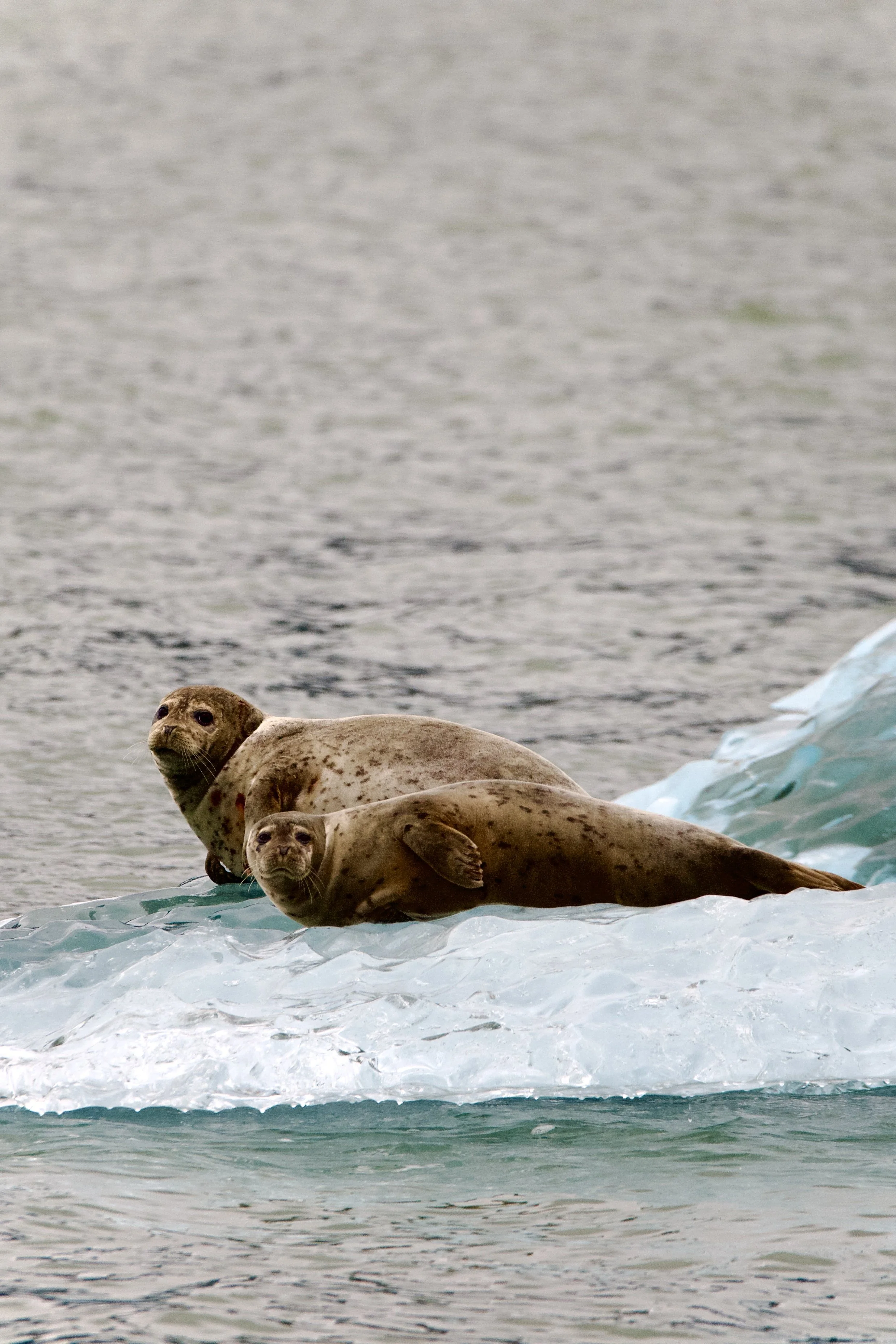 Tracy Arm vs. Endicott Arm: What Alaska Cruise Travelers Should Know in 2026