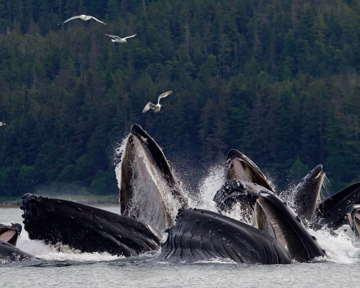 Best Alaska Cruise Ports for First-Time Visitors