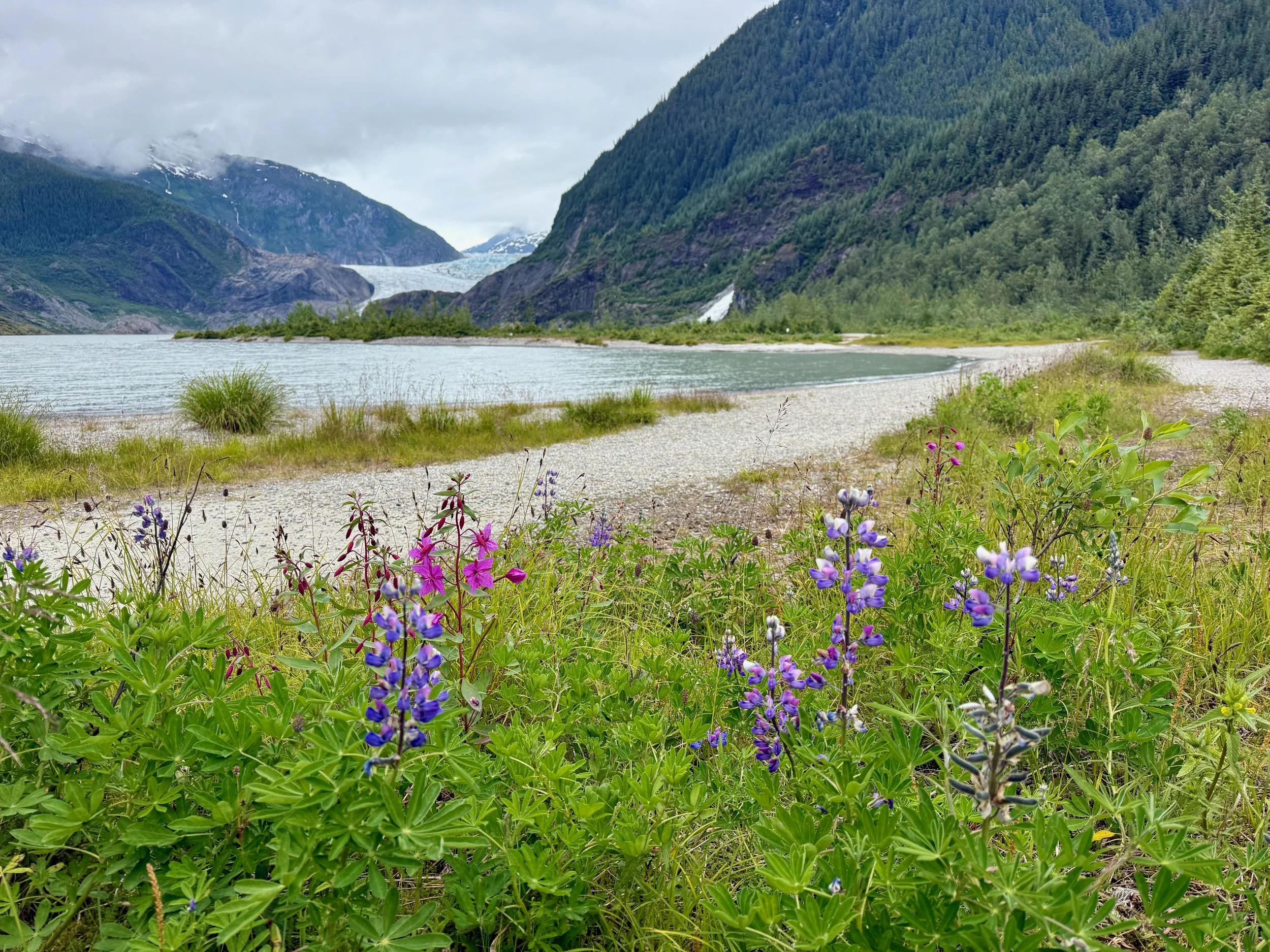 How to Get to Mendenhall Glacier From the Juneau Airport, Ferry Terminal or Cruise Port in 2026: Shuttle, Taxi, Uber, Bus or Tour?