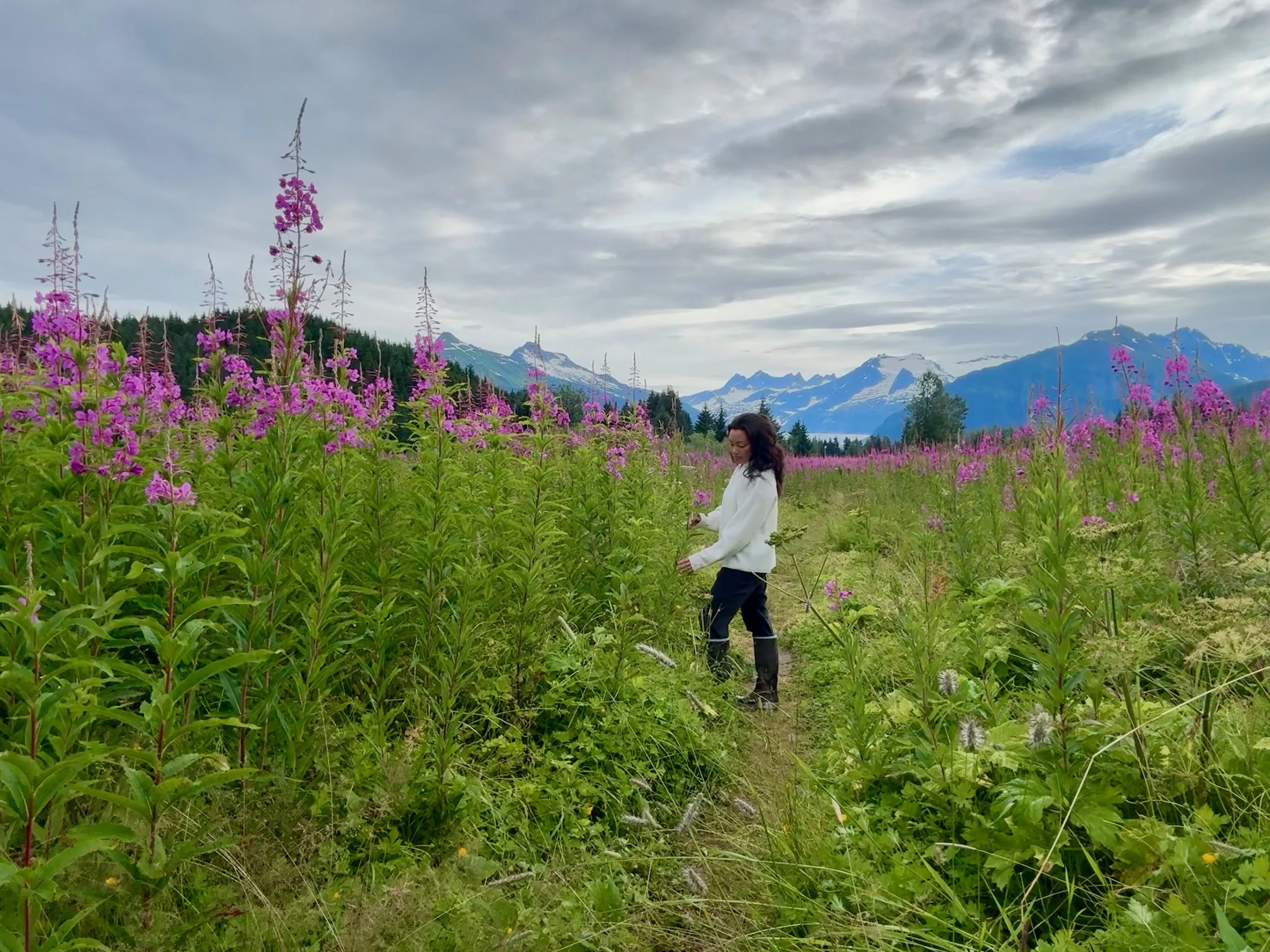 Late July in Southeast Alaska: Fireweed, Berries &amp; Salmon