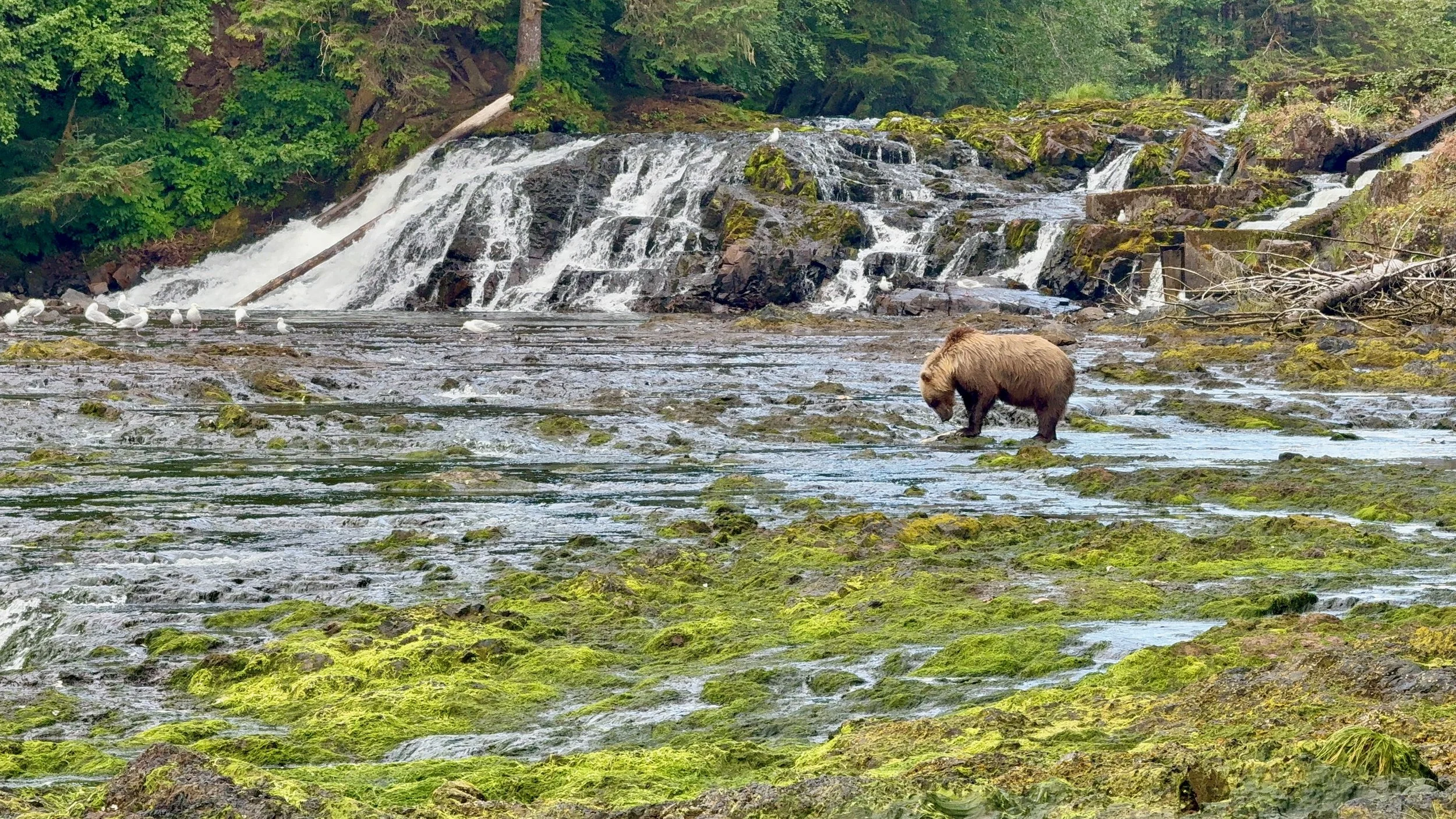 Brown Bear Viewing from Juneau: A Day at Waterfall Creek