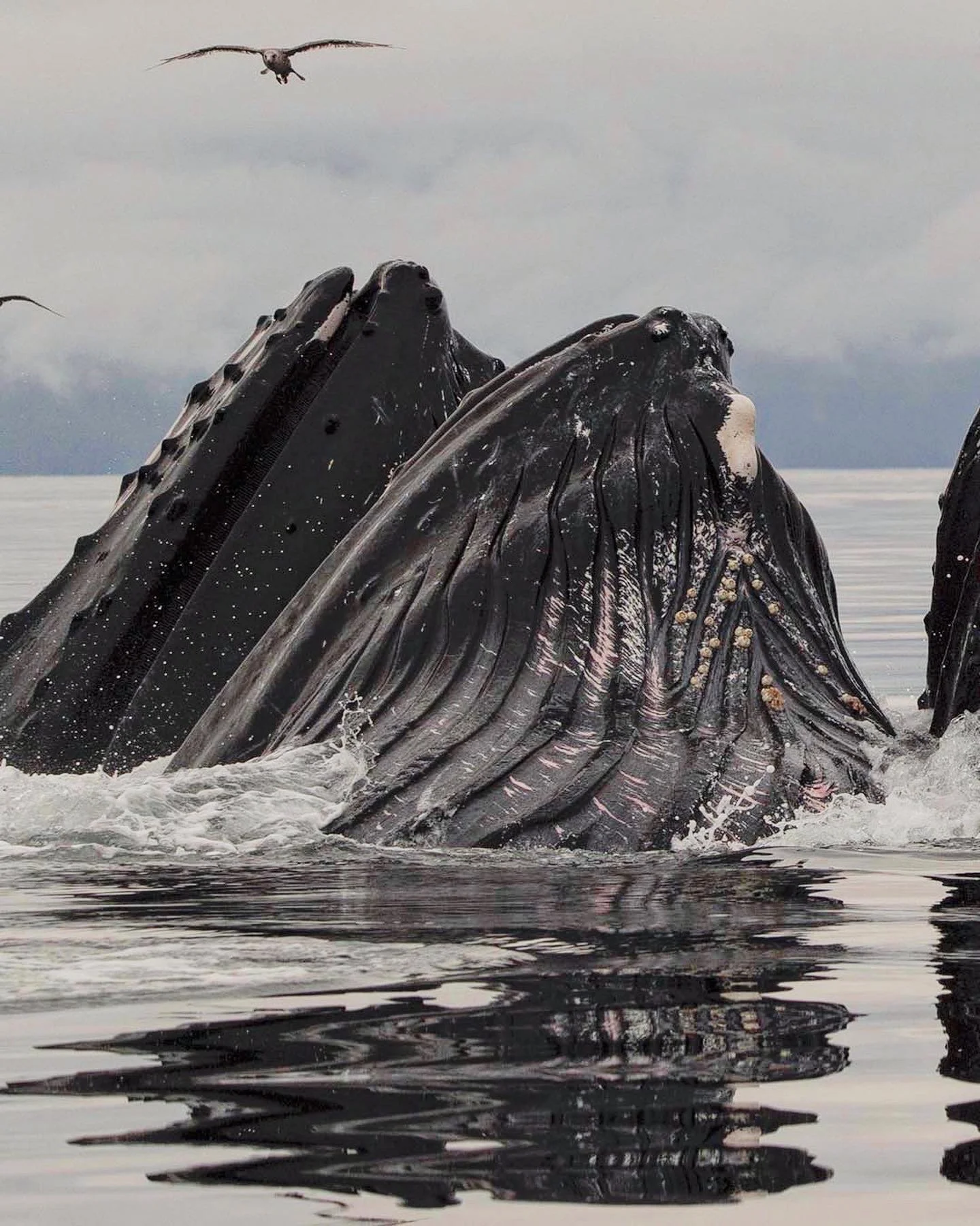 Whale Watching in Alaska: How to Choose the Right Experience
