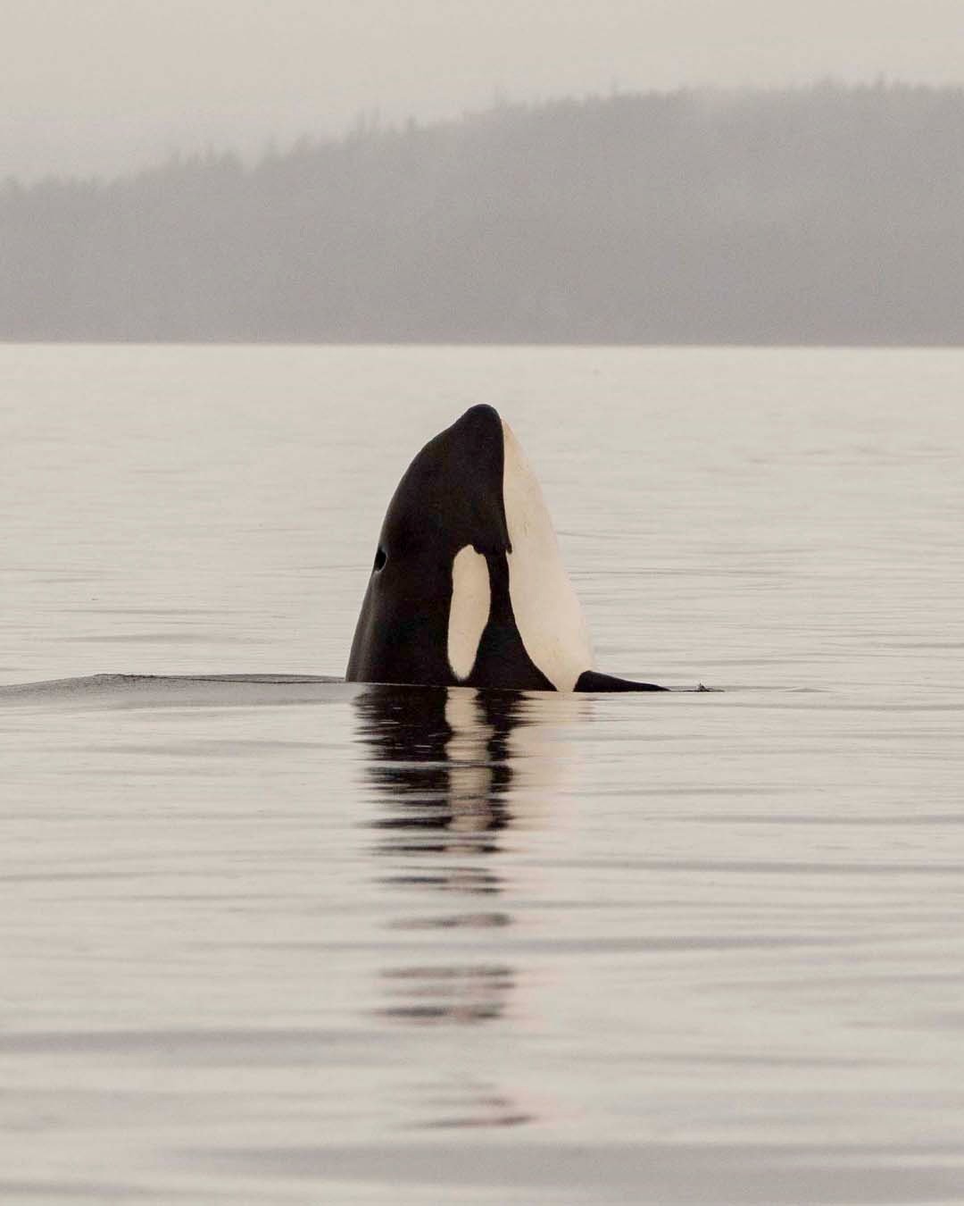 An orca whale surfacing in calm water with a distant foggy shoreline and trees in the background.