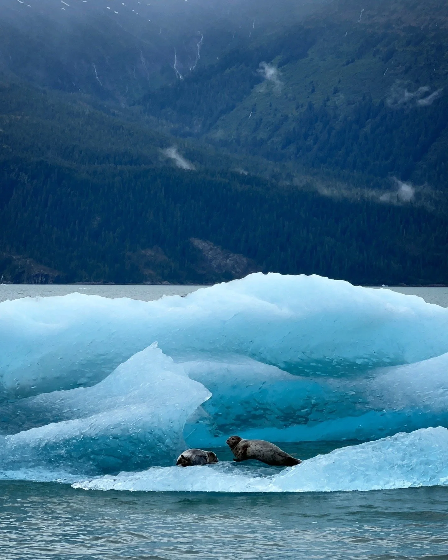Seals resting on a large ice floe in icy waters with a mountainous forested landscape in the background.