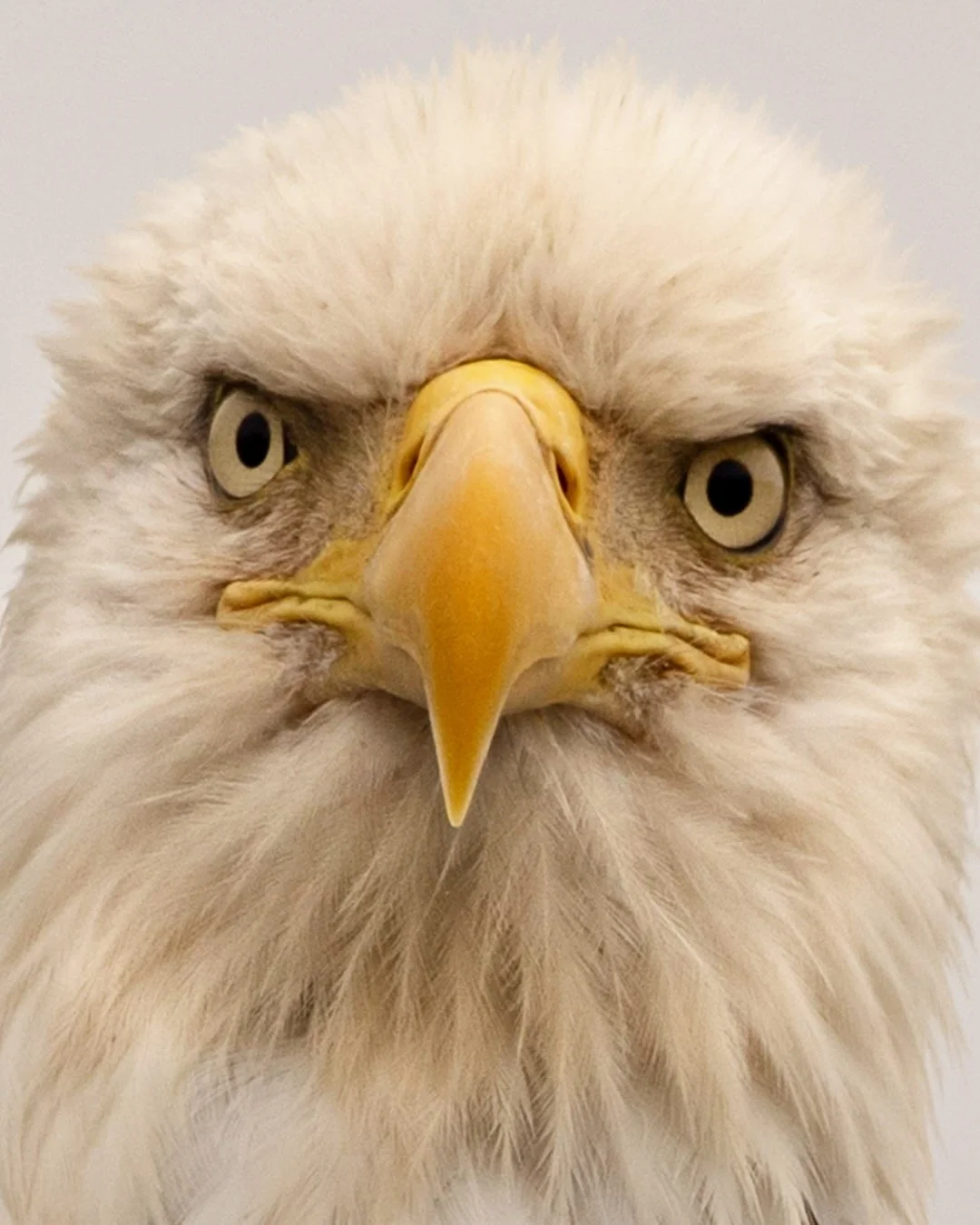 Close-up of a majestic bald eagle's face, showing sharp yellow beak and piercing eyes.