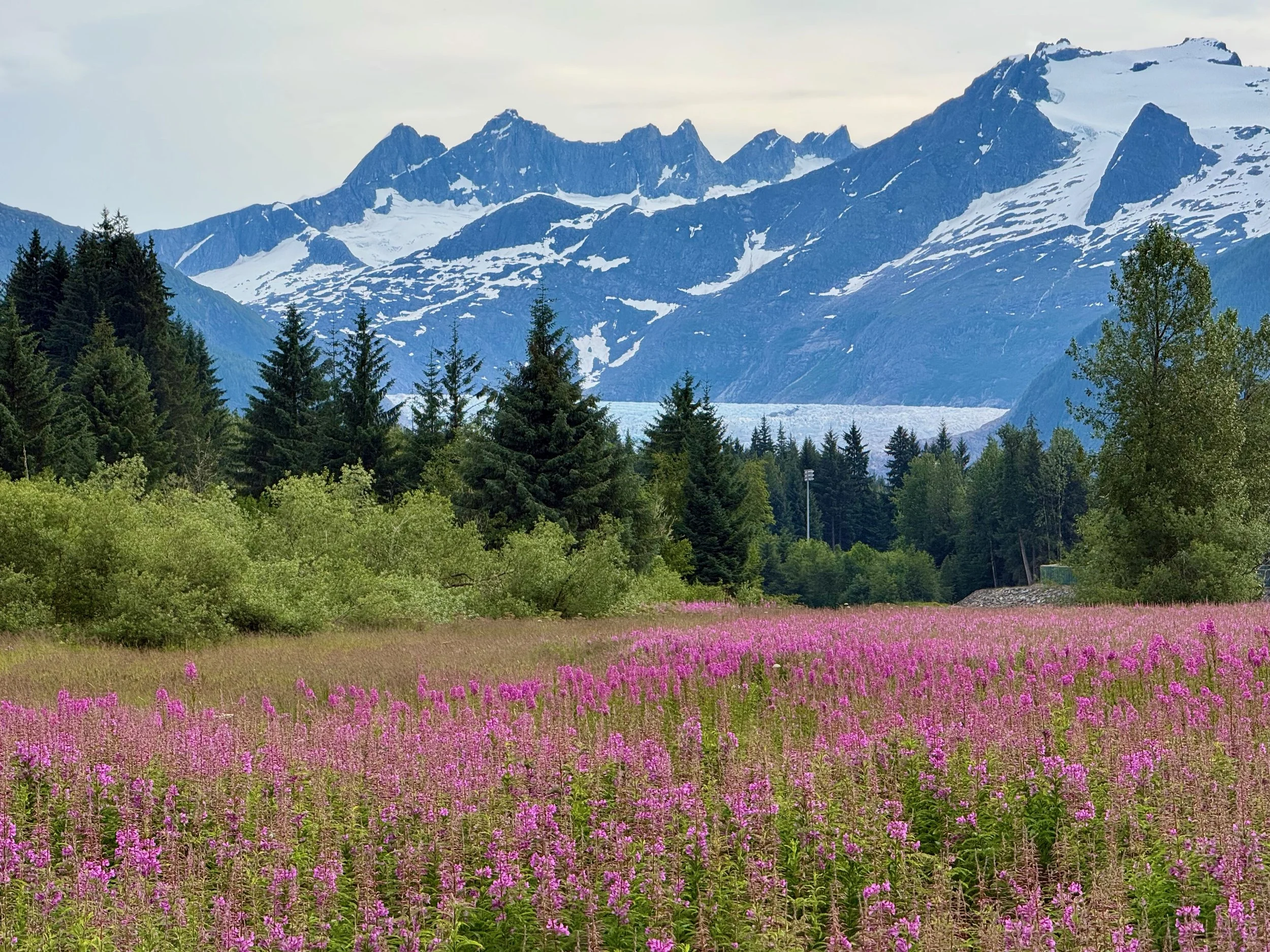 A scenic mountain landscape with snow-capped peaks in the background and a lush green forest in the foreground, dotted with pink flowers.