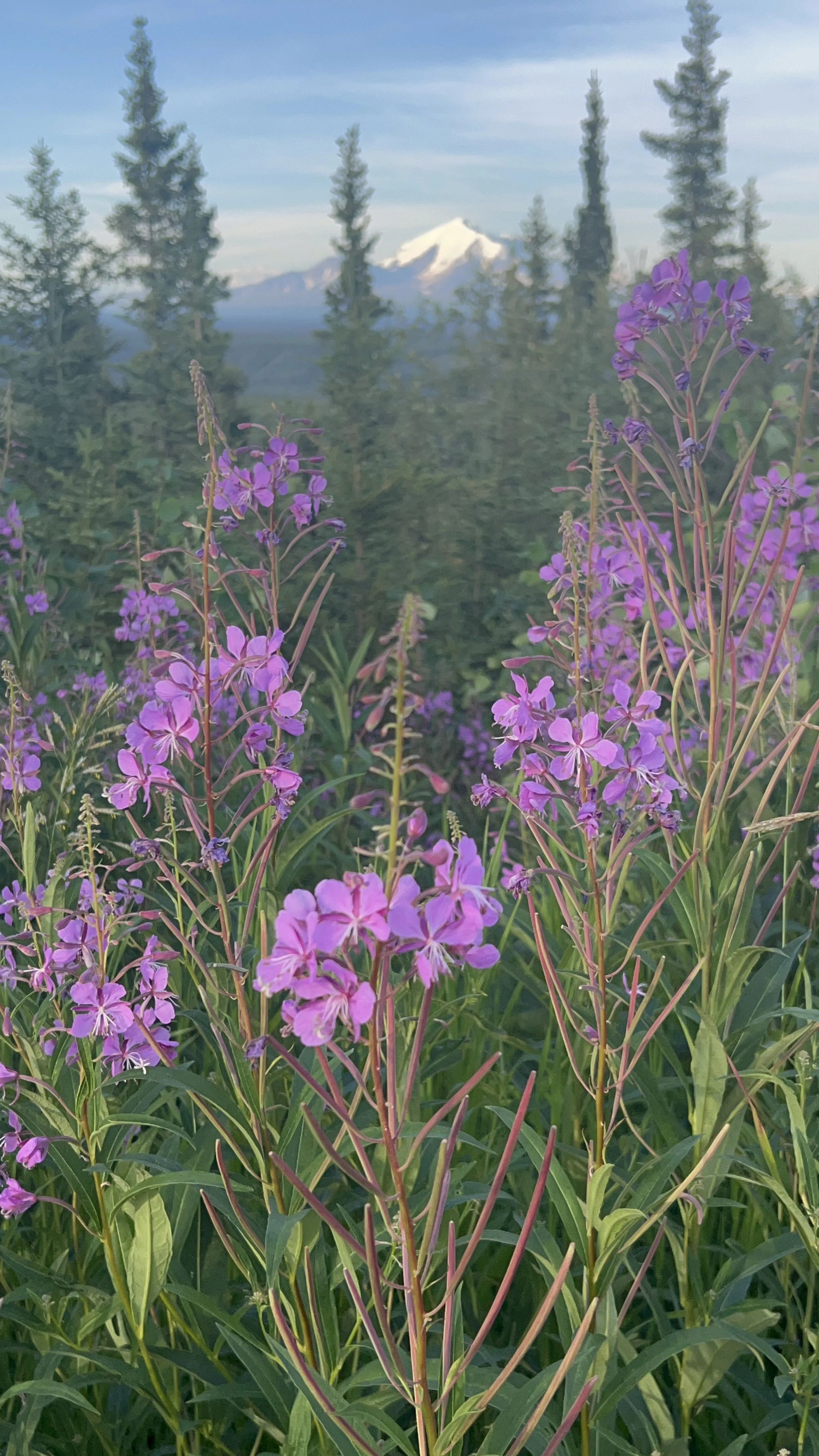 Fireweed and Far Peaks