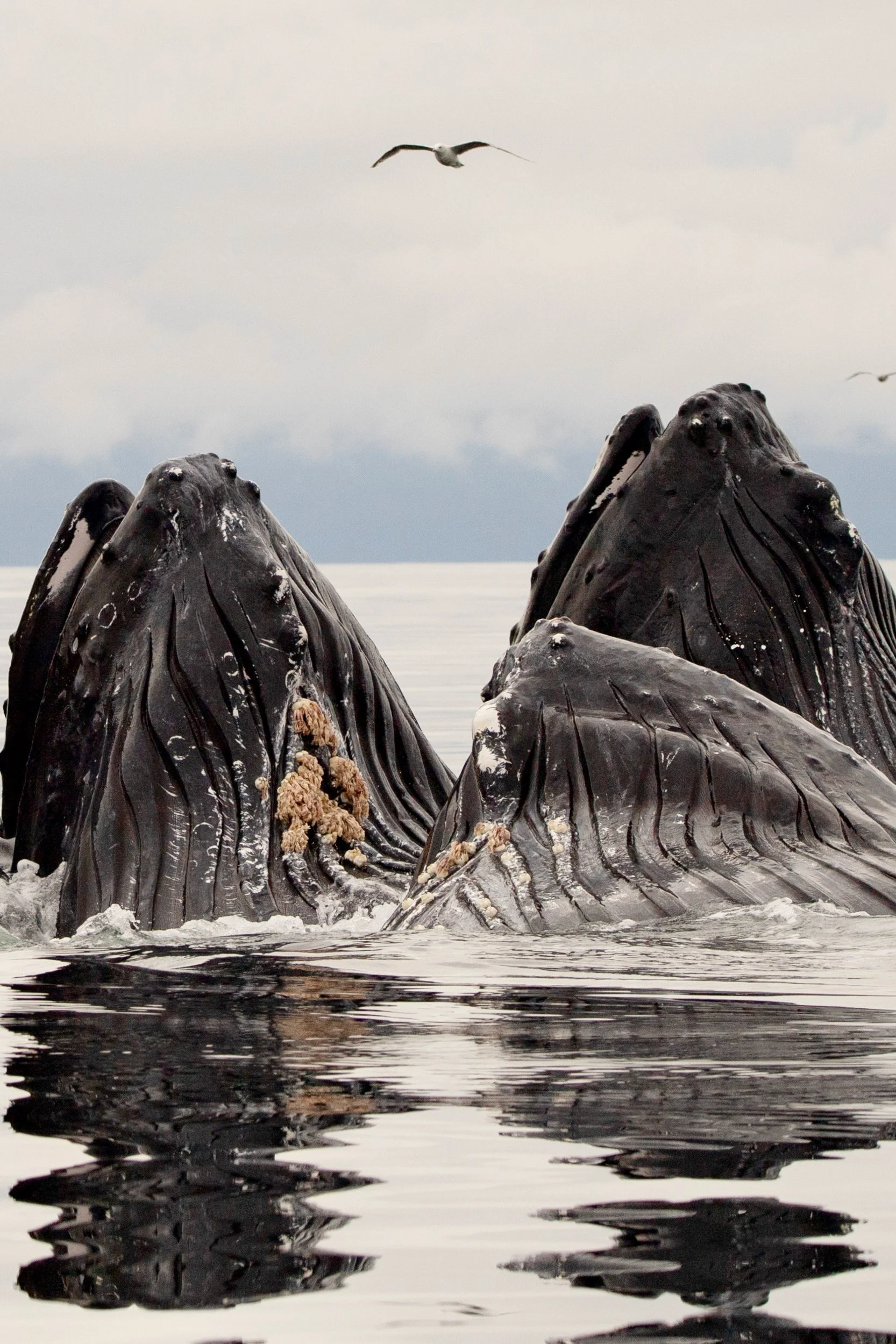 Three large, dark-colored whales with bumps on their heads are partially submerged in water, with one whale's head raised slightly above the water's surface, and a bird flying in the cloudy sky above.