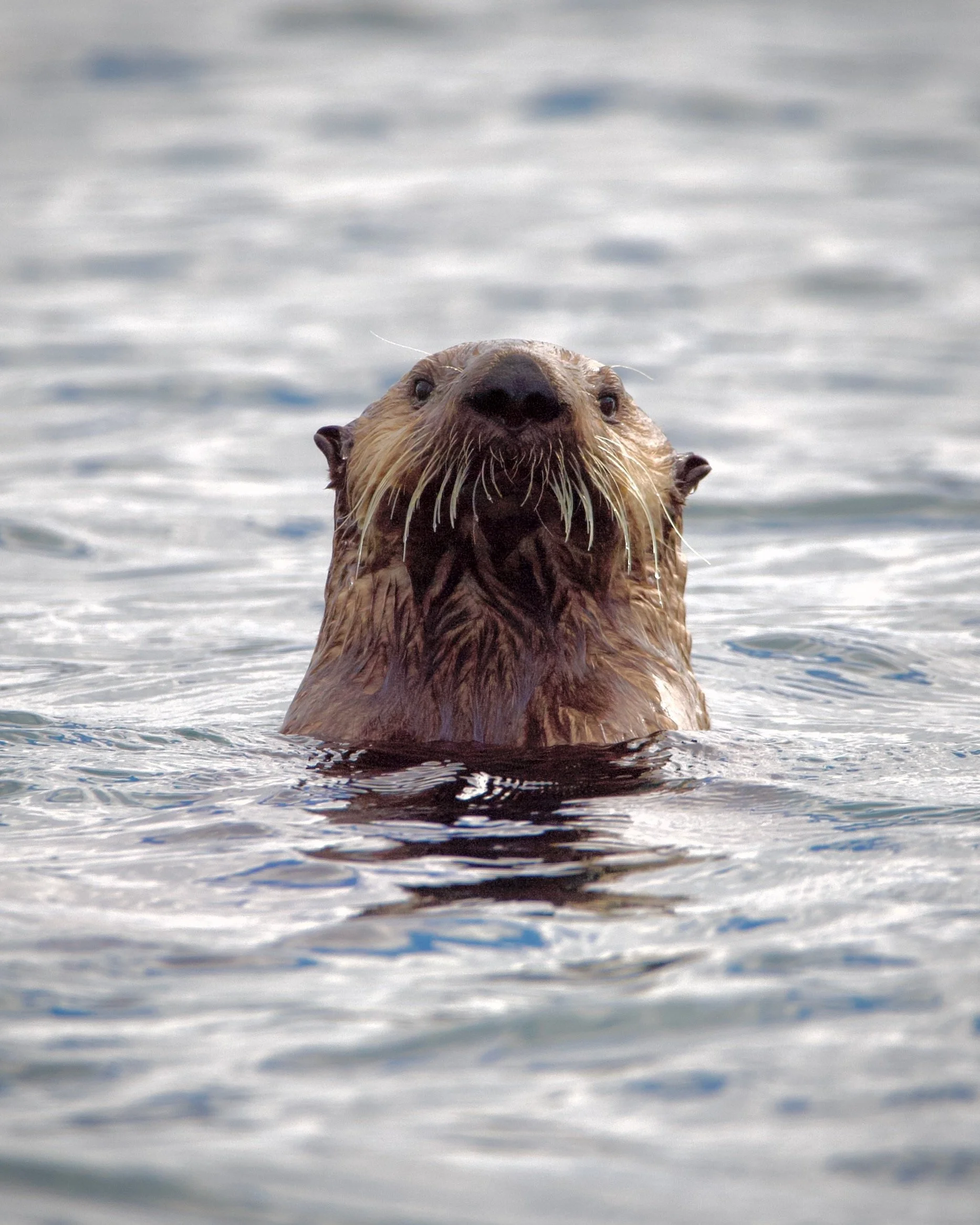 A close-up of a sea otter's head and upper body floating in water with ripples, facing directly toward the camera.