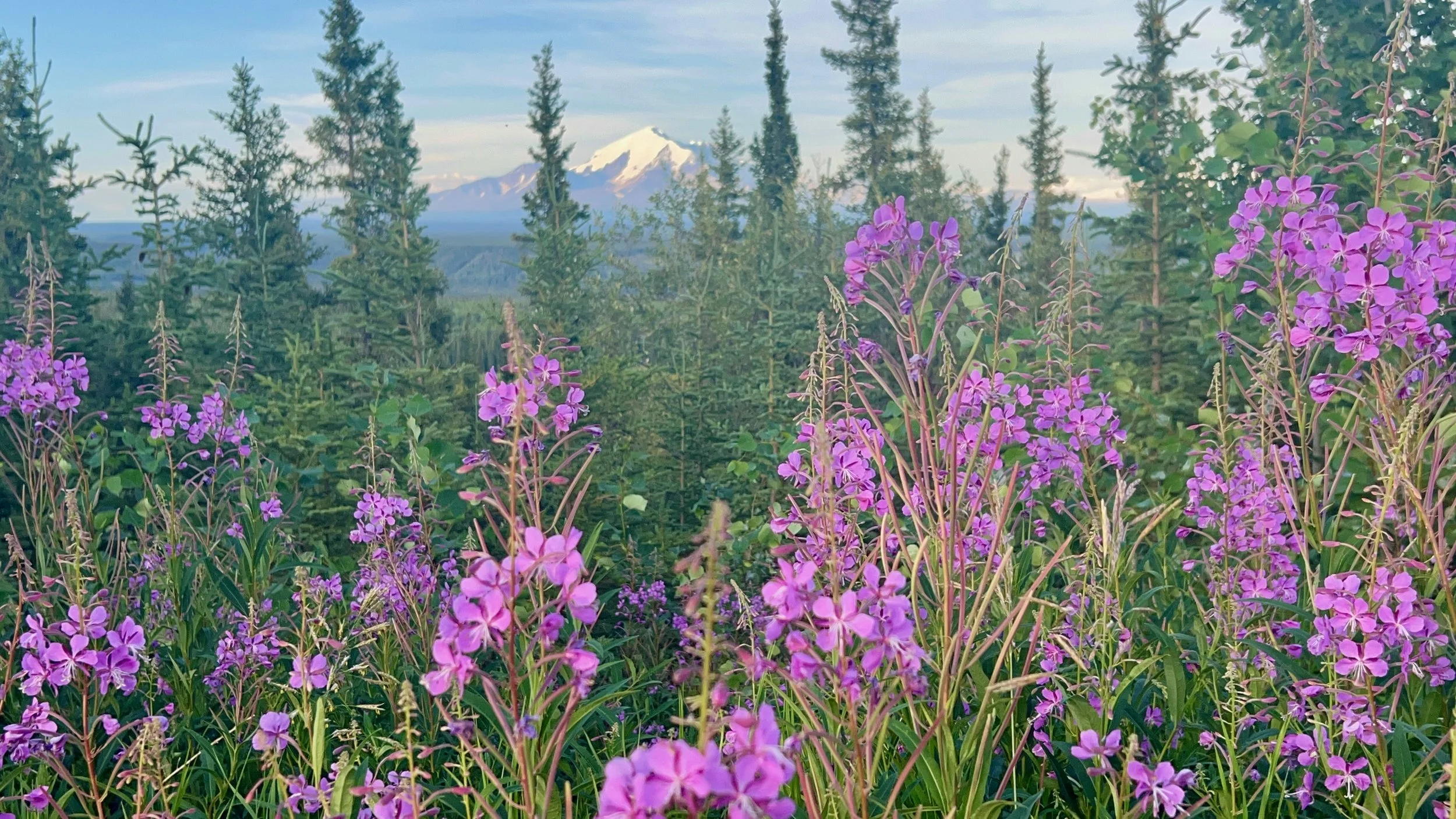 Field of purple wildflowers with evergreen trees in the background and snow-capped mountain under a partly cloudy sky.
