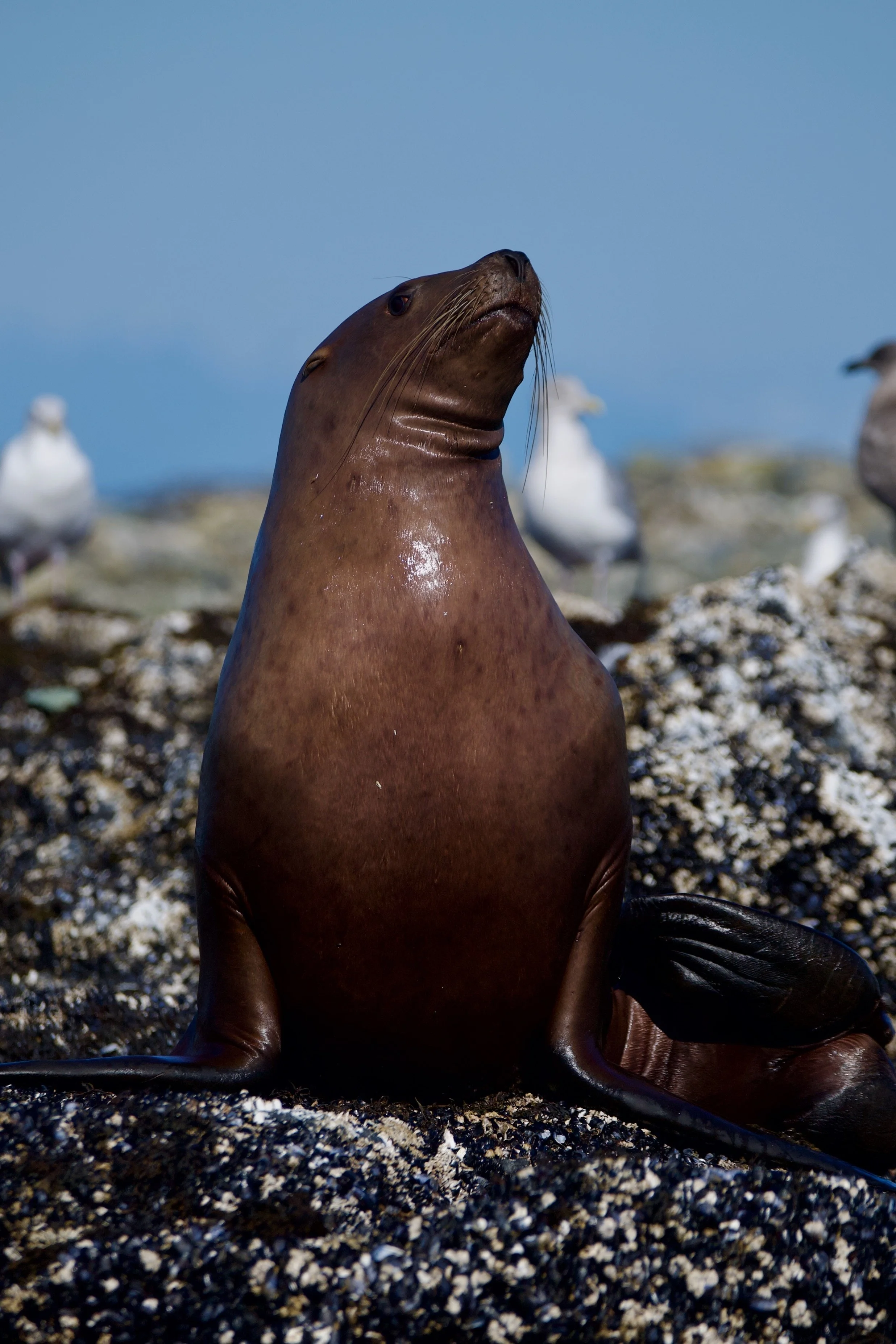 A sea lion on a rocky beach with seagulls in the background under a blue sky.