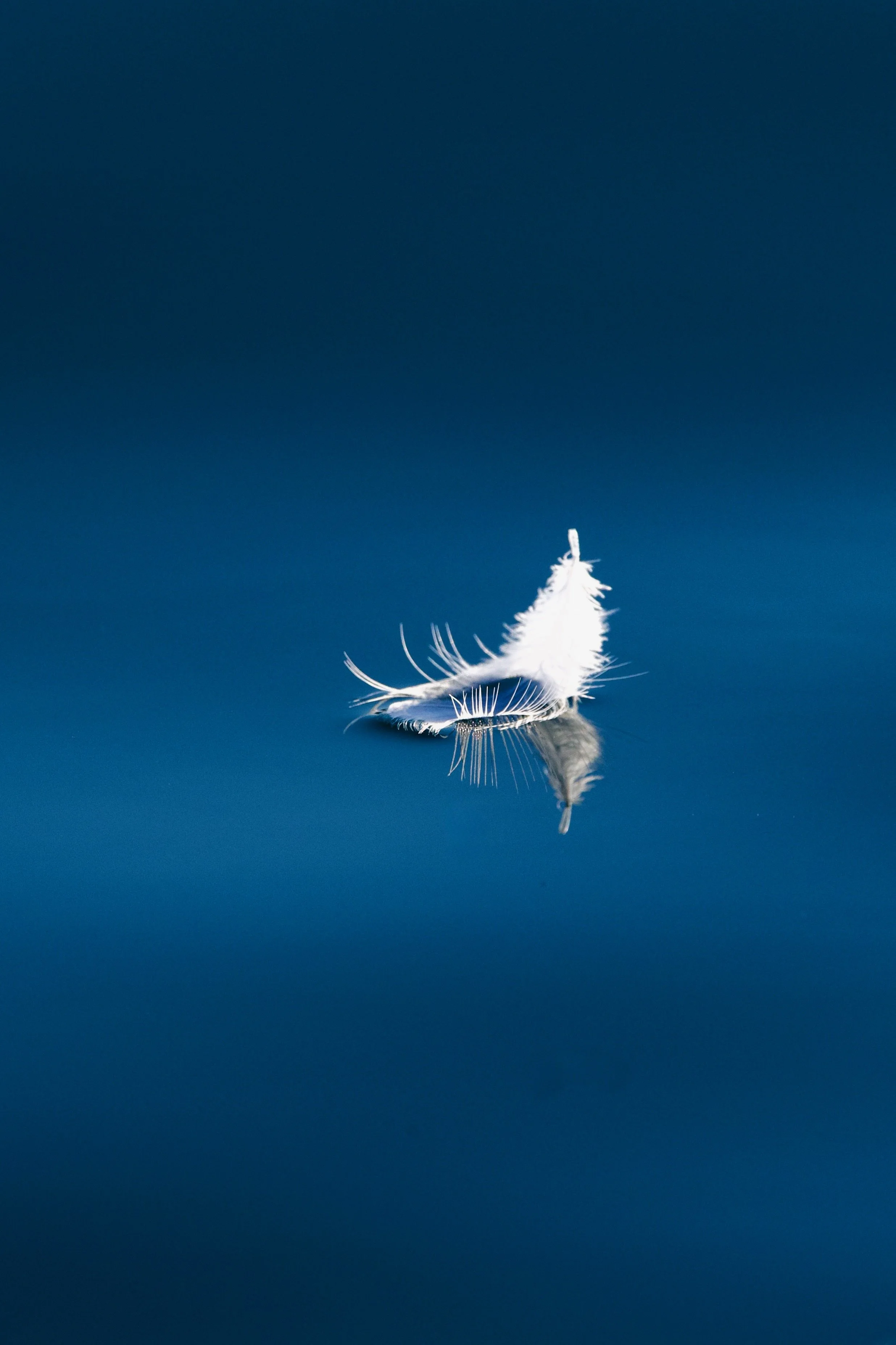 A white feather on a dark blue background with its reflection visible beneath it.