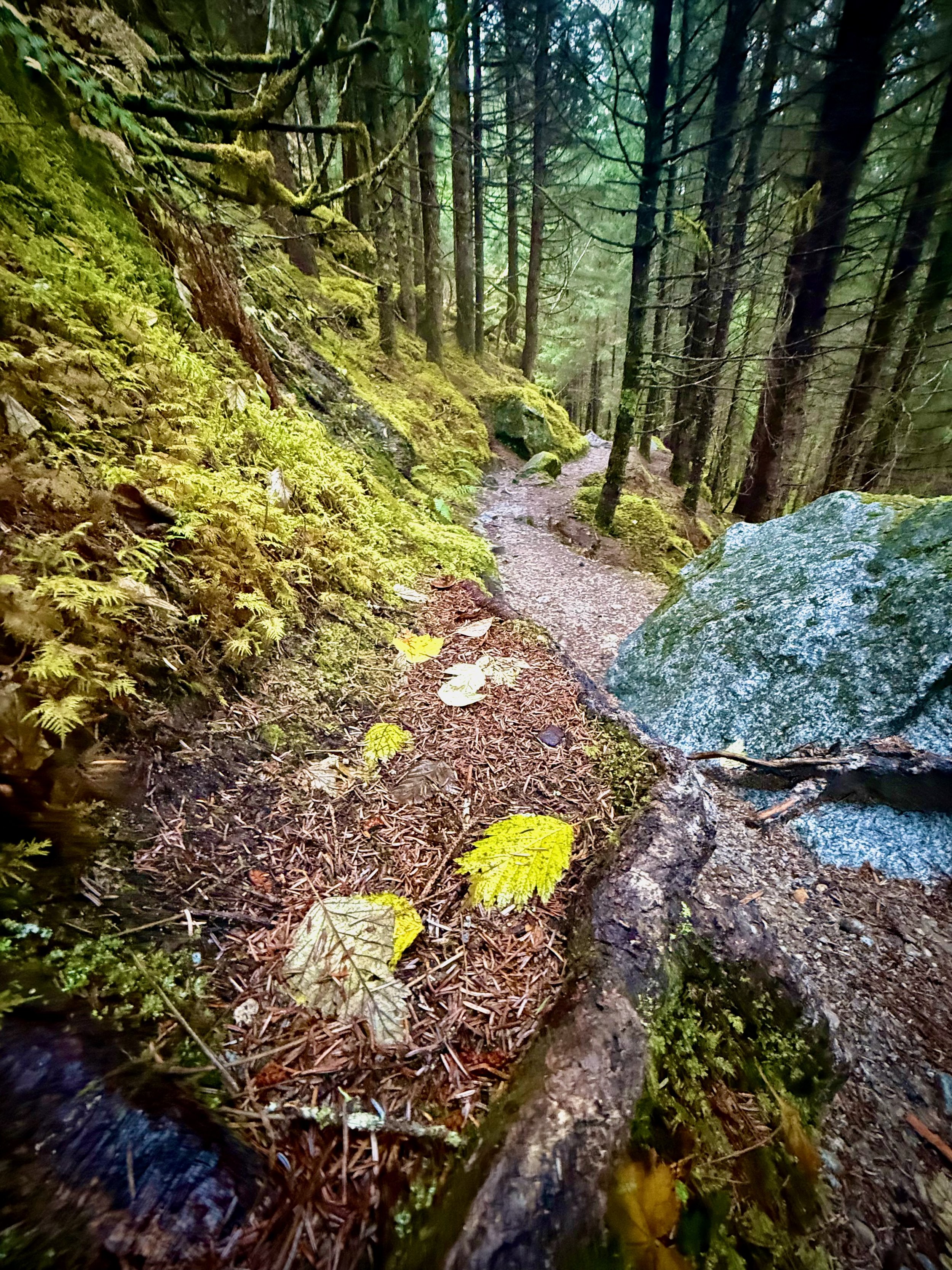A forest scene with a narrow dirt trail surrounded by green moss-covered rocks and tall trees. There are patches of ferns and fallen leaves on the ground.
