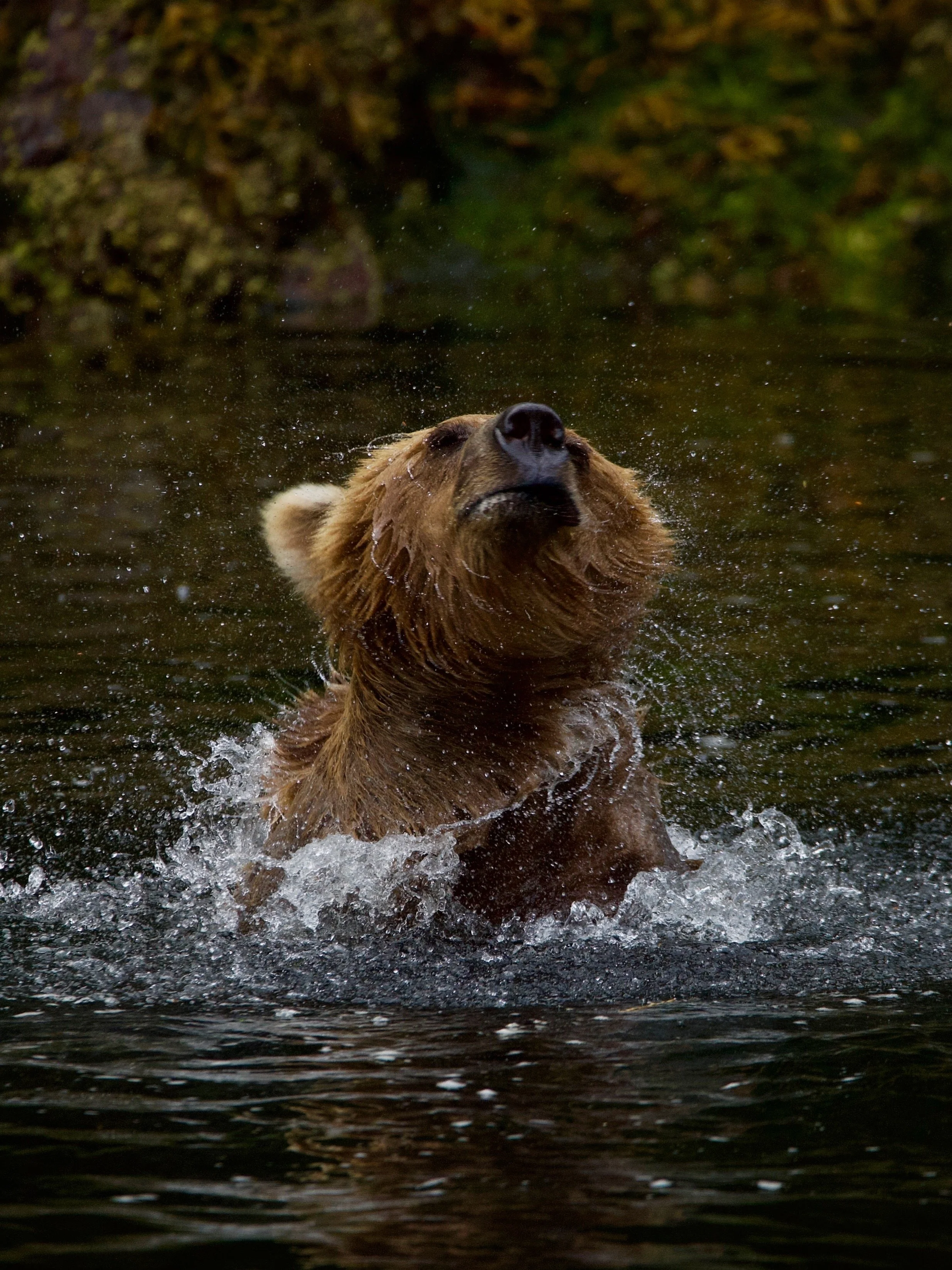 A brown bear swimming in a body of water with a background of trees and foliage.