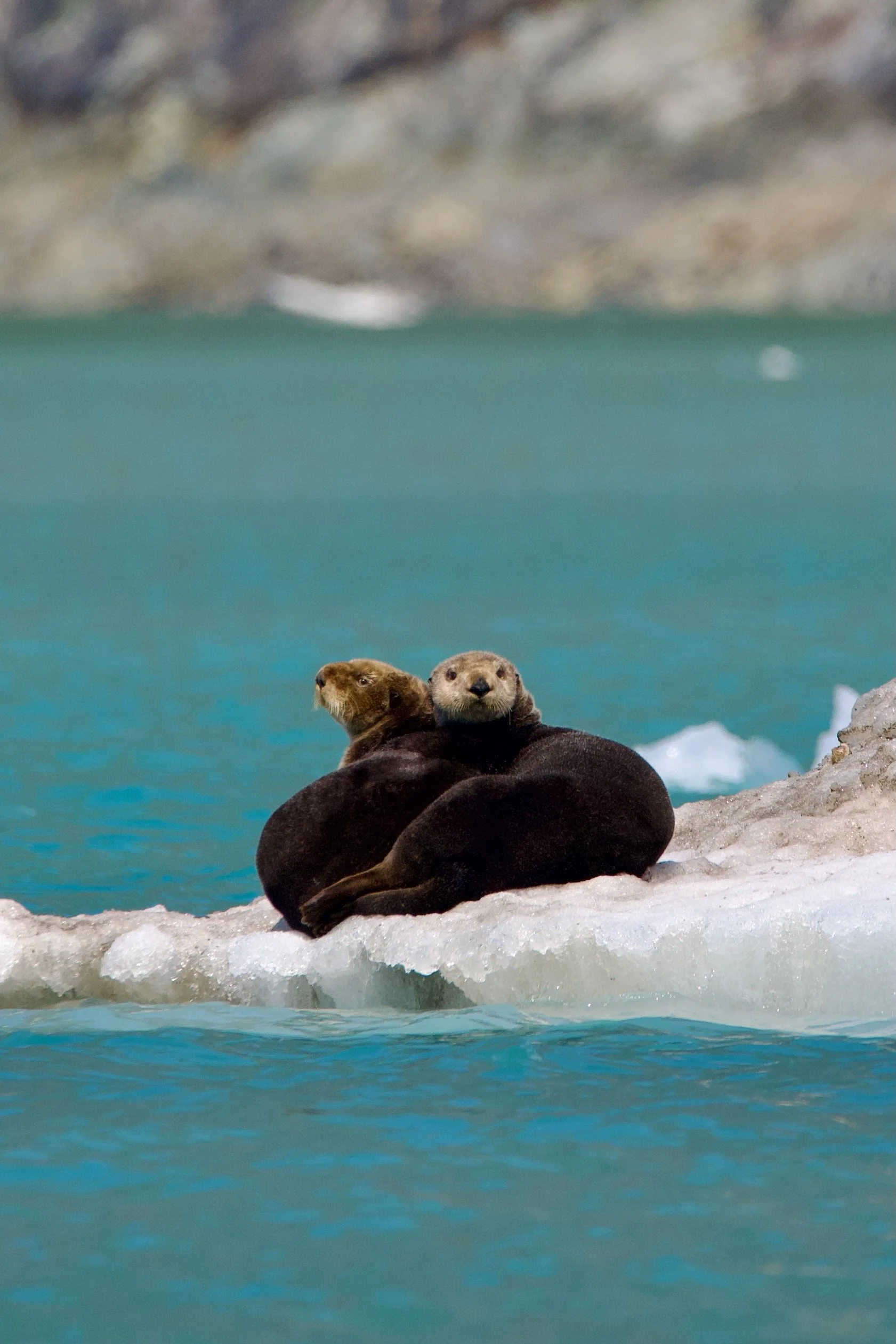 Two otters resting on a floating piece of ice in icy waters, with rocky and icy landscape in the background.
