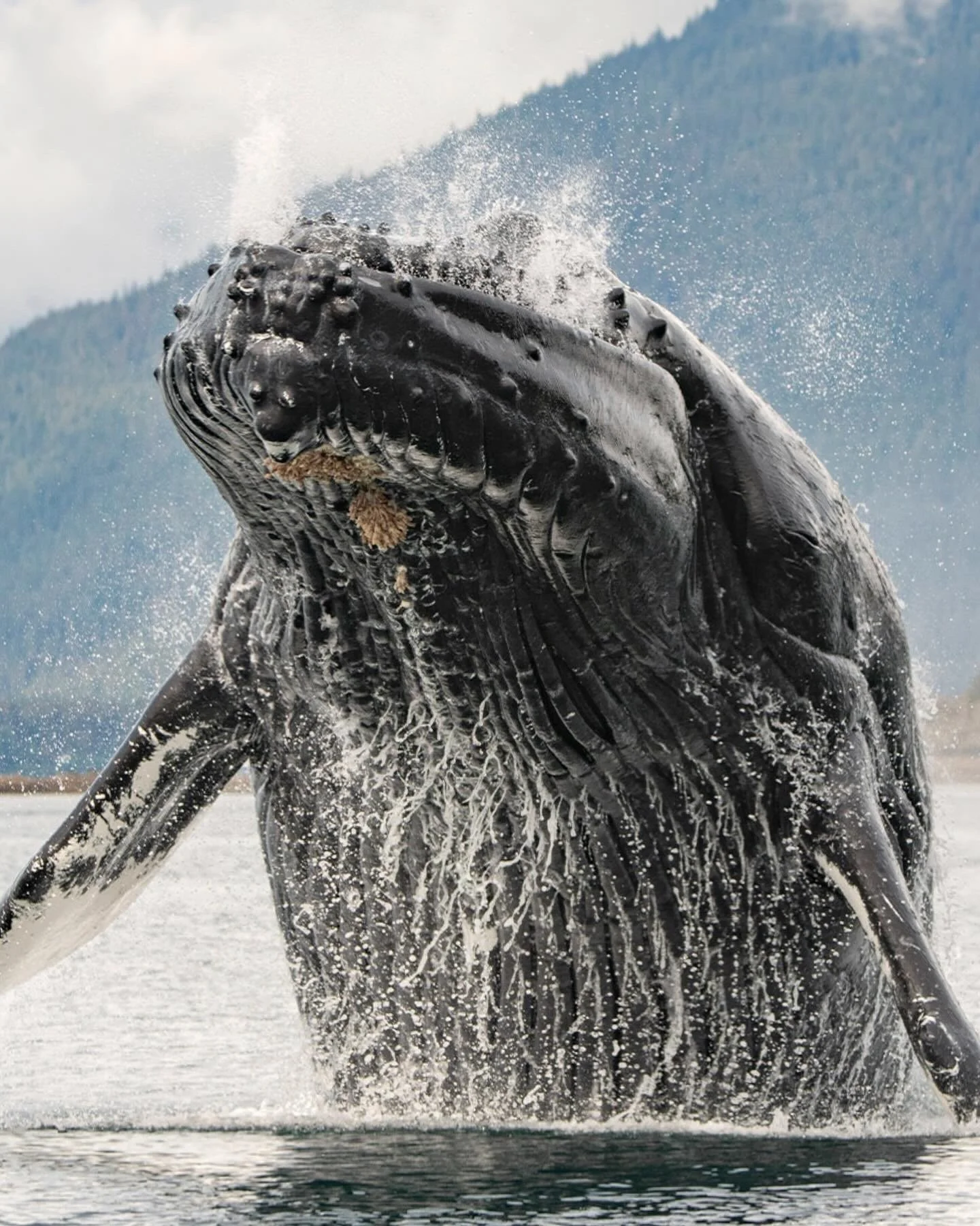 A large black whale breaching out of the water with water splashing around it, against a background of mountains and cloudy sky.