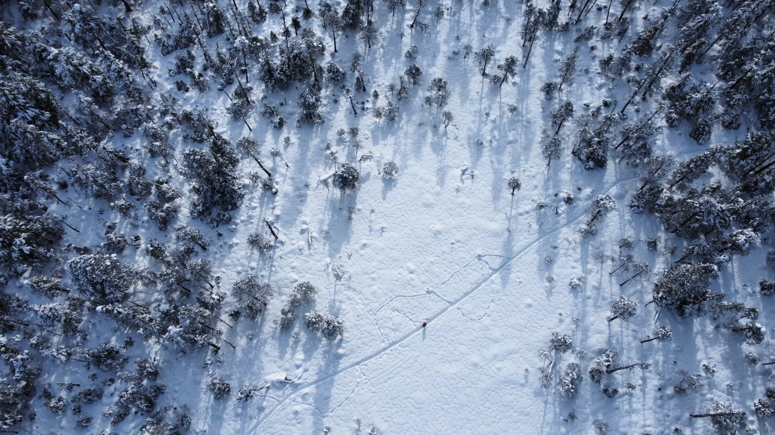 forest of trees during the winter in alaska
