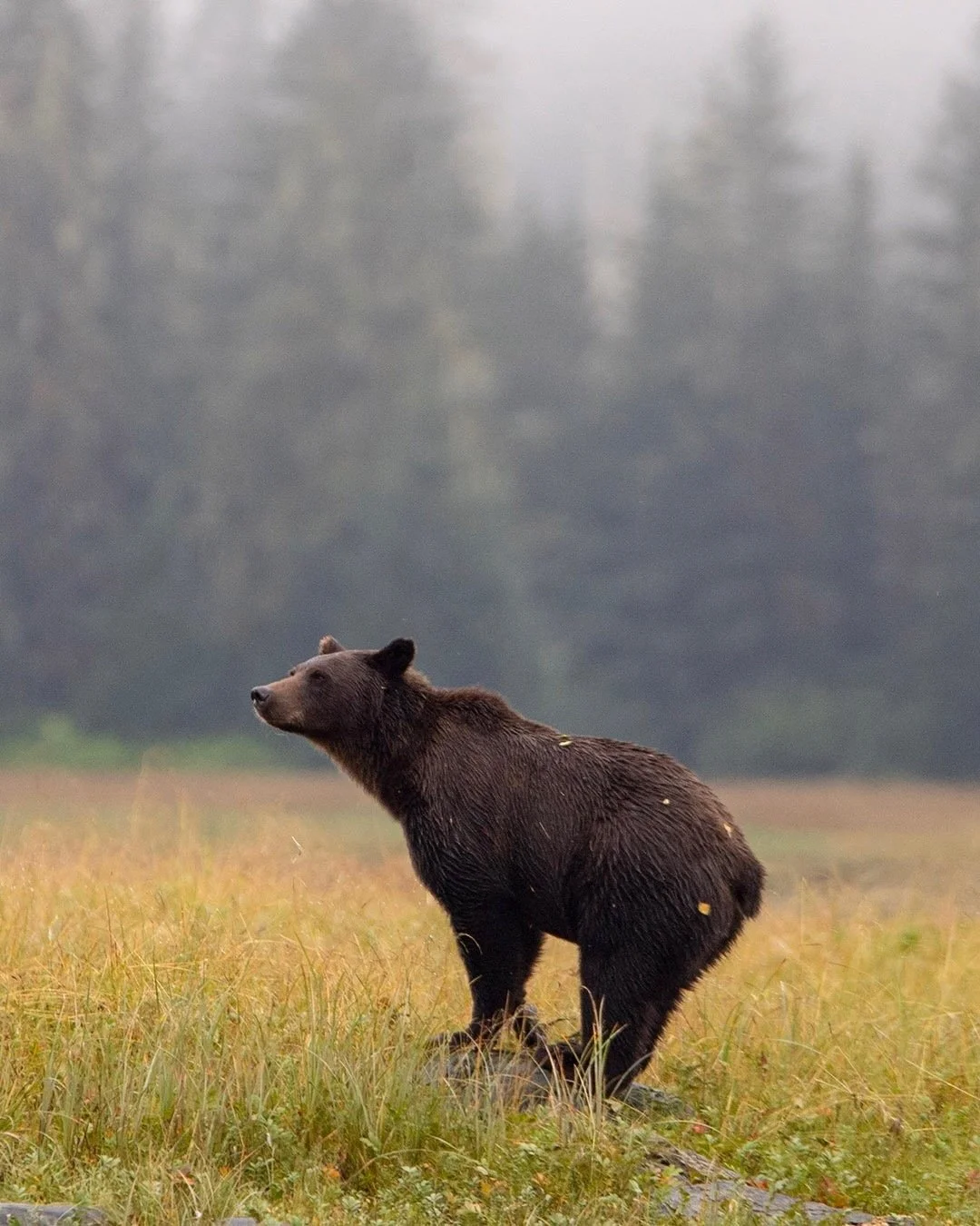 A brown bear standing on a grassy field with a foggy forest in the background.